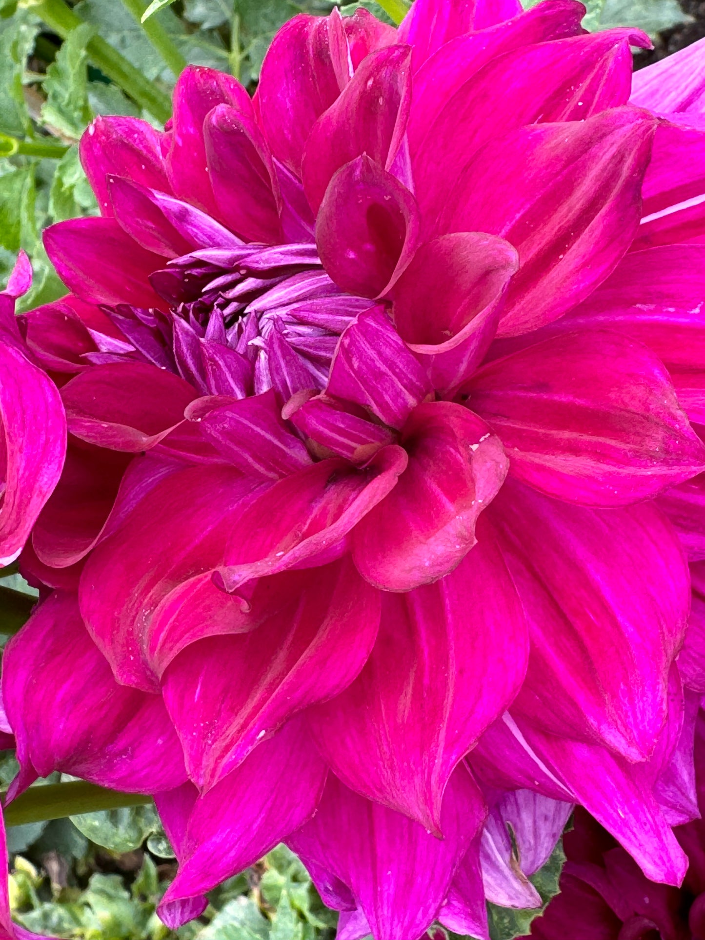 Wyn’s Fiesty Freda Dahlia