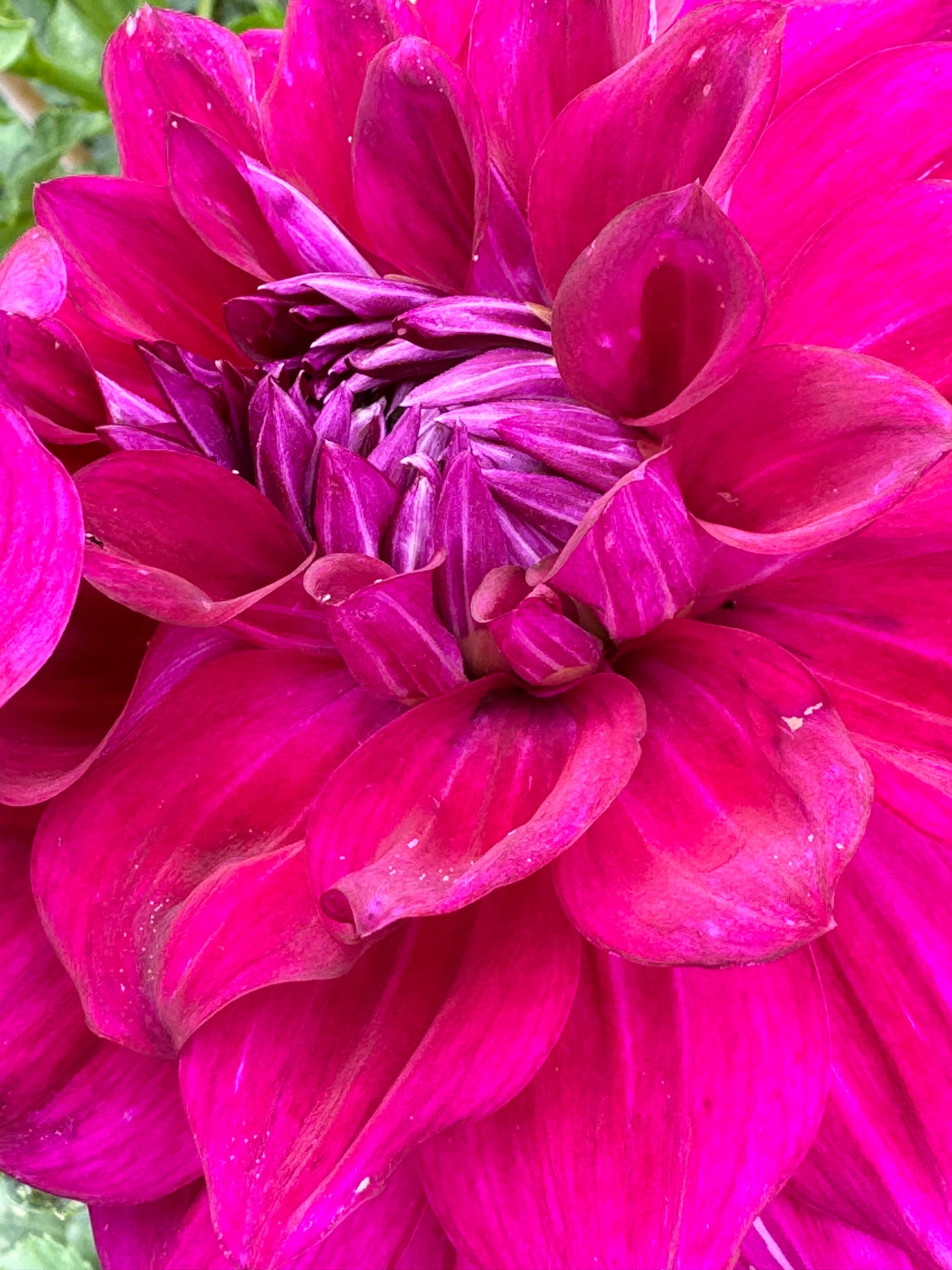 Wyn’s Fiesty Freda Dahlia