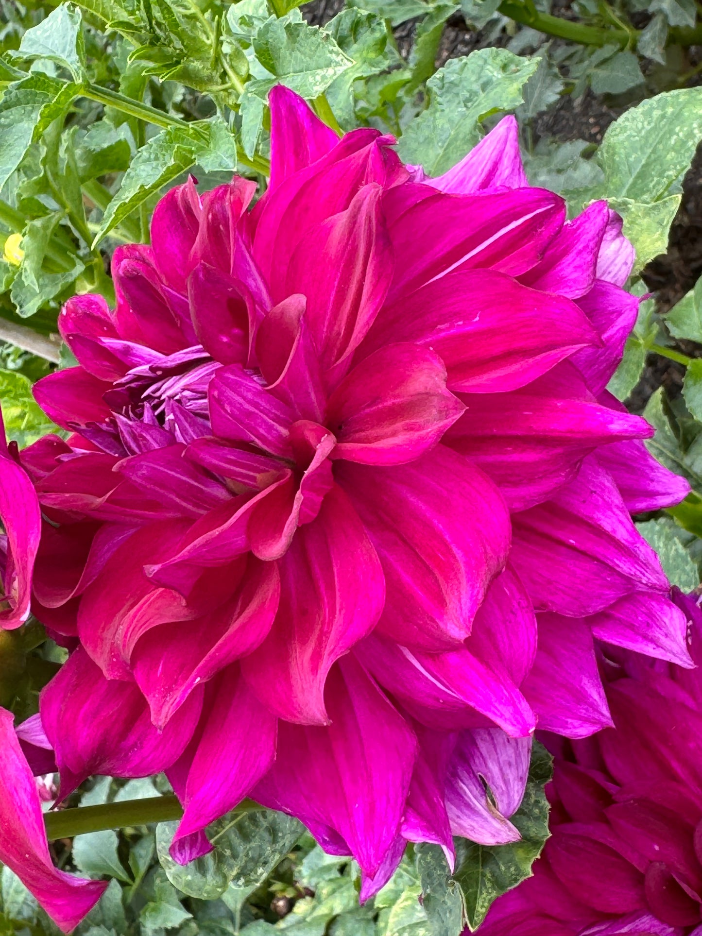 Wyn’s Fiesty Freda Dahlia