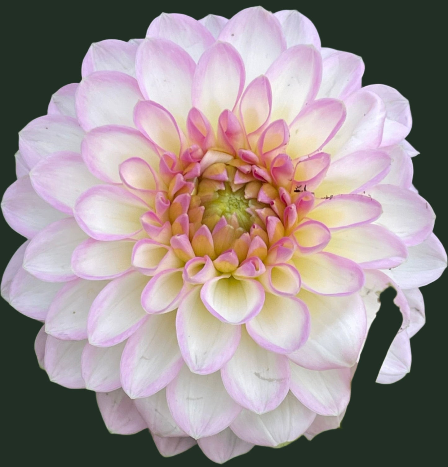 Arbatax Dahlia