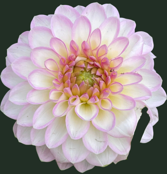 Arbatax Dahlia