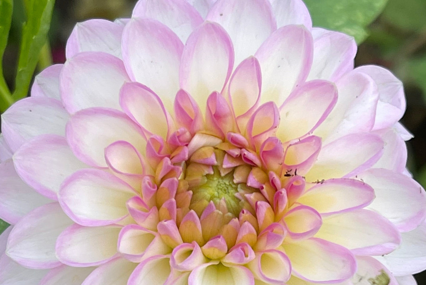 Arbatax Dahlia