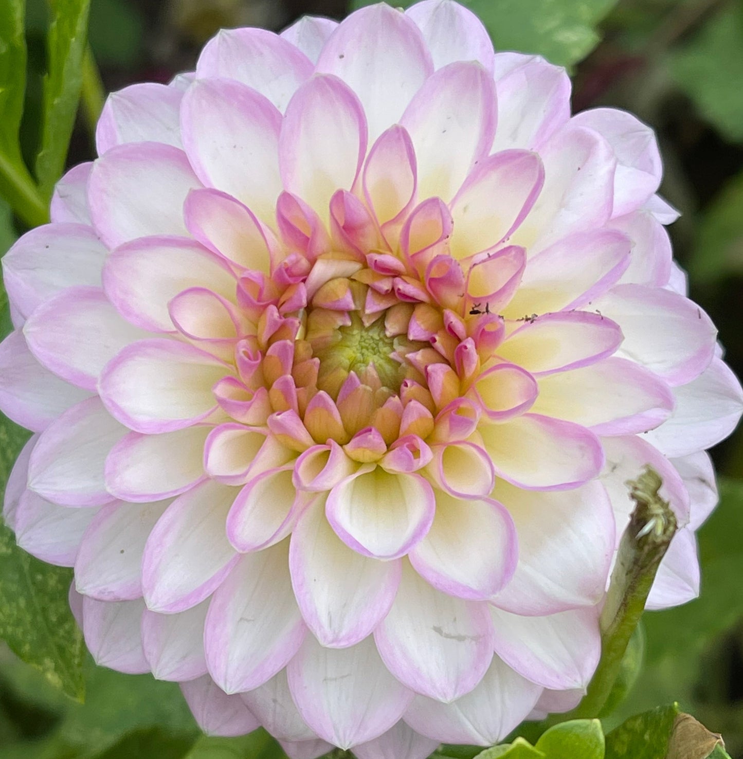 Arbatax Dahlia