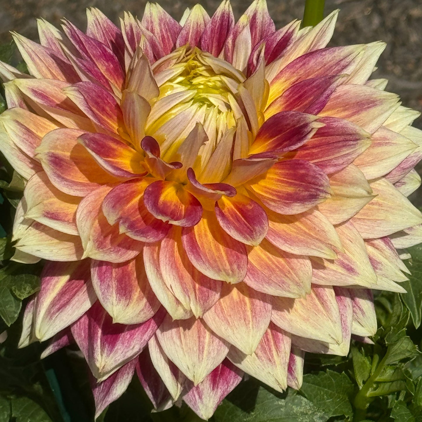 Temple of Beauty Dahlia