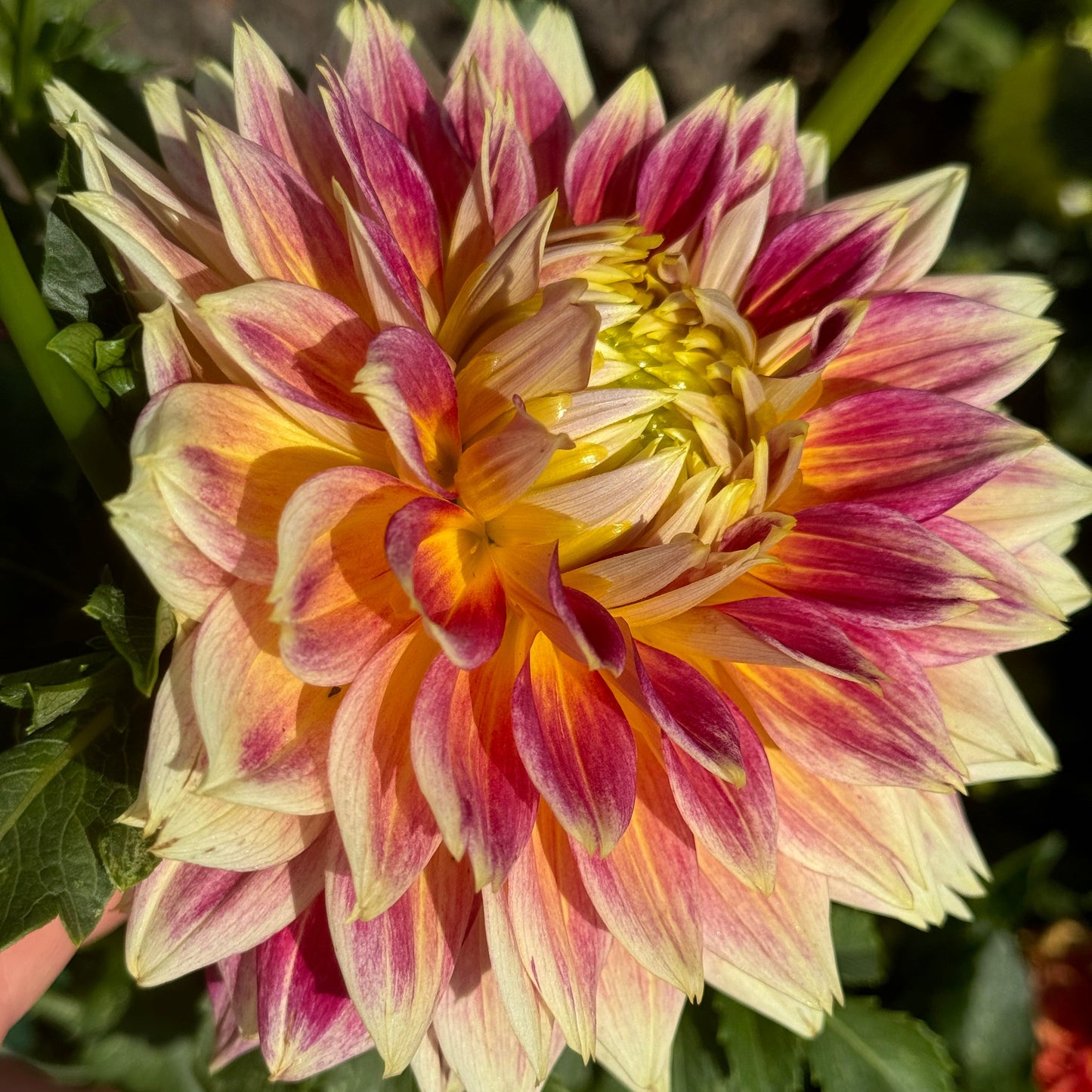 Temple of Beauty Dahlia