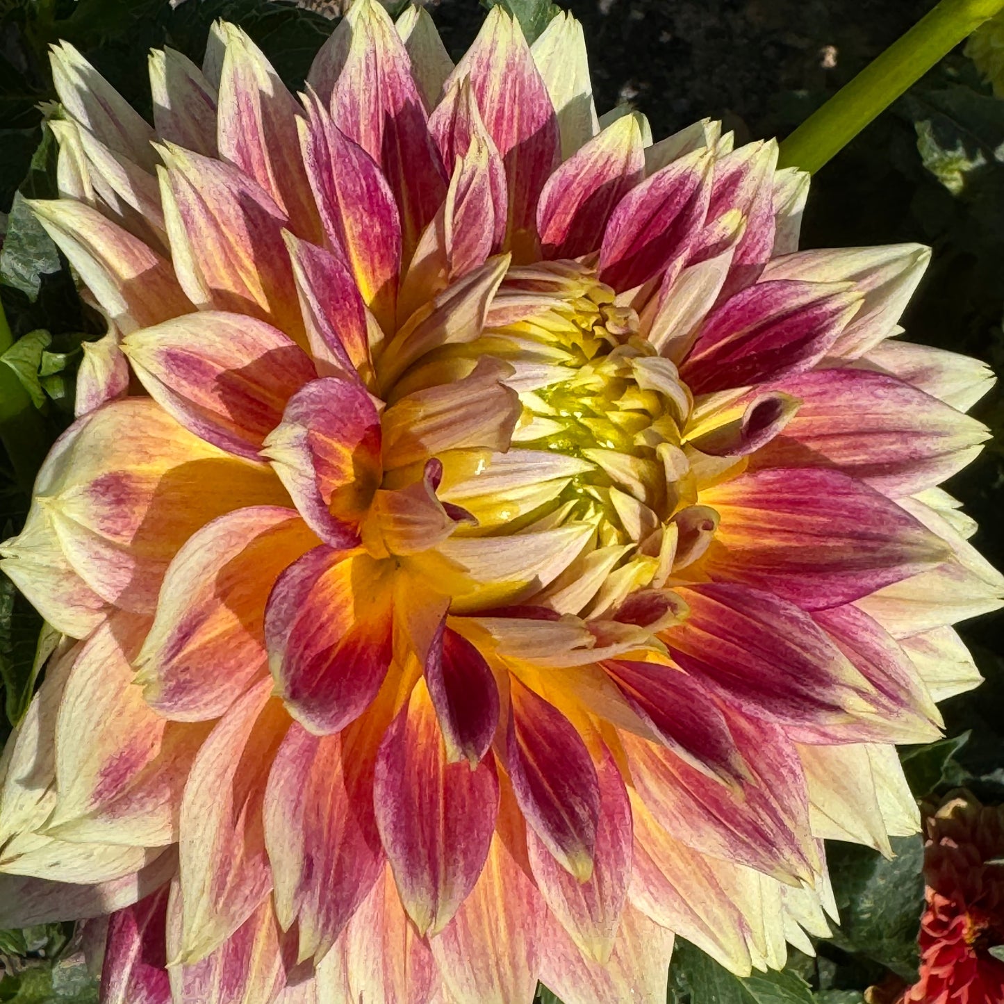 Temple of Beauty Dahlia