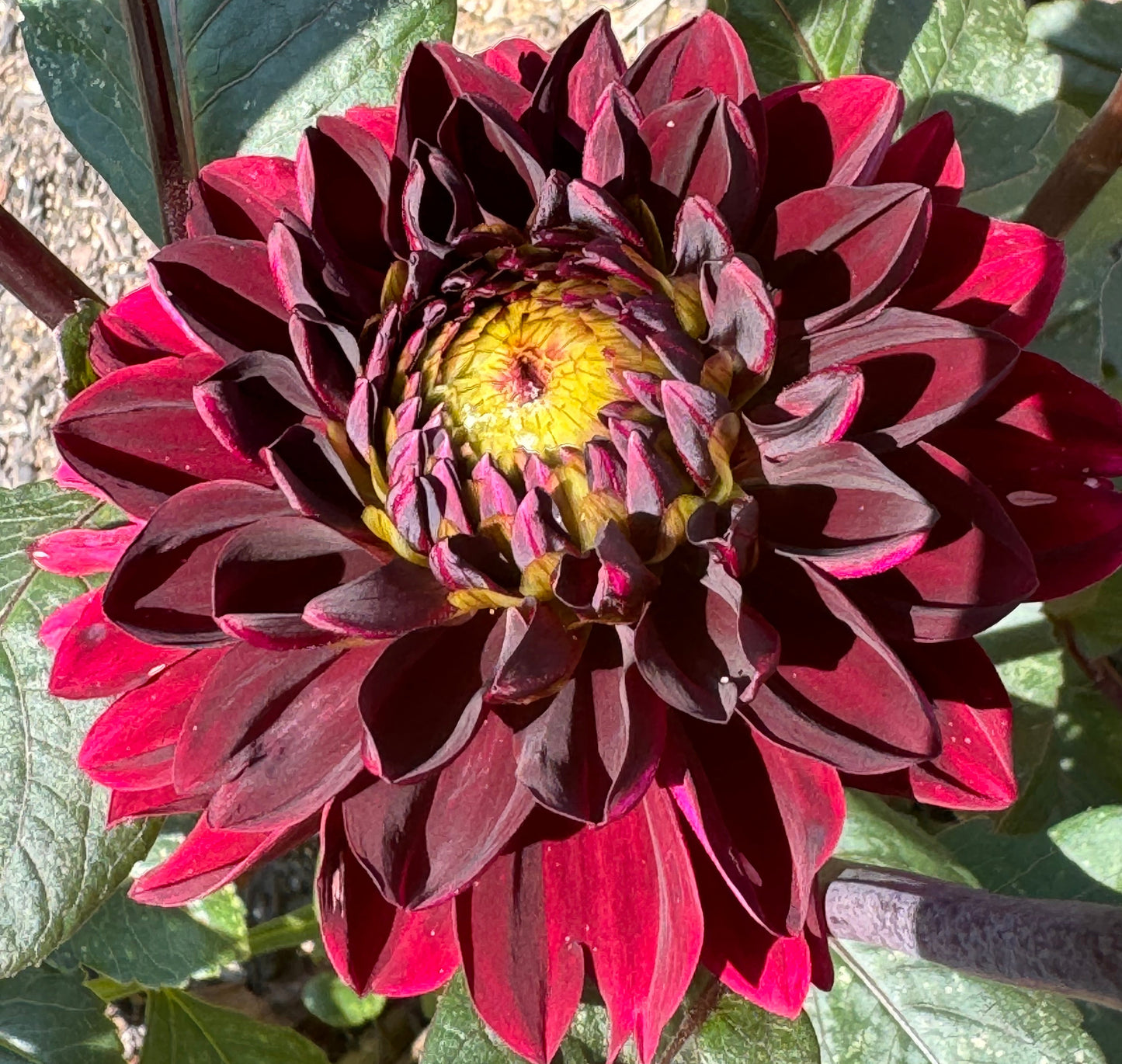 Rmona Dahlia