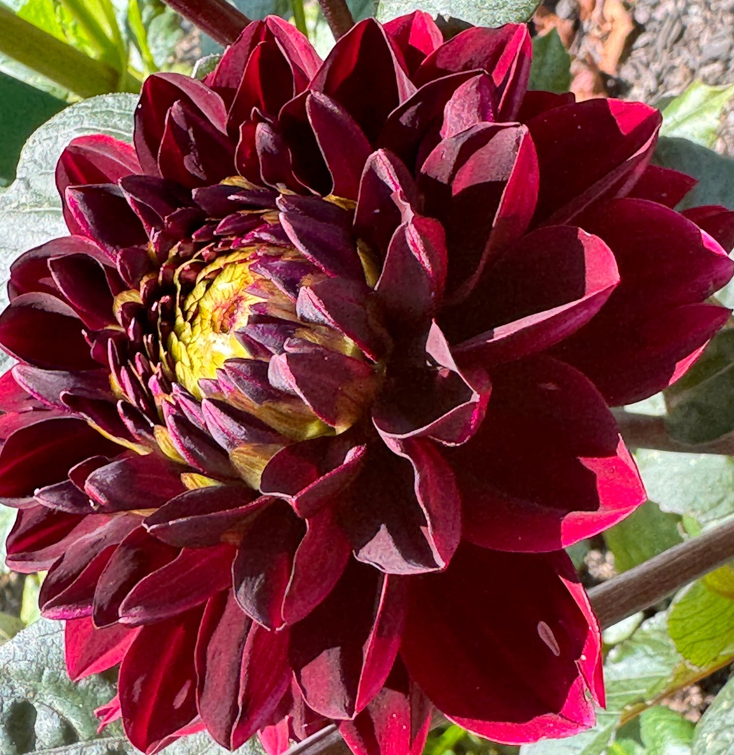 Rmona Dahlia