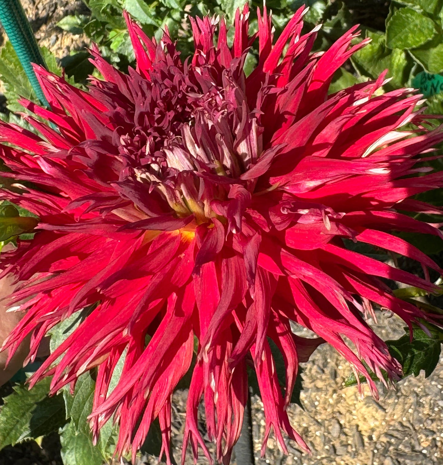 Charlie Boy Dahlia