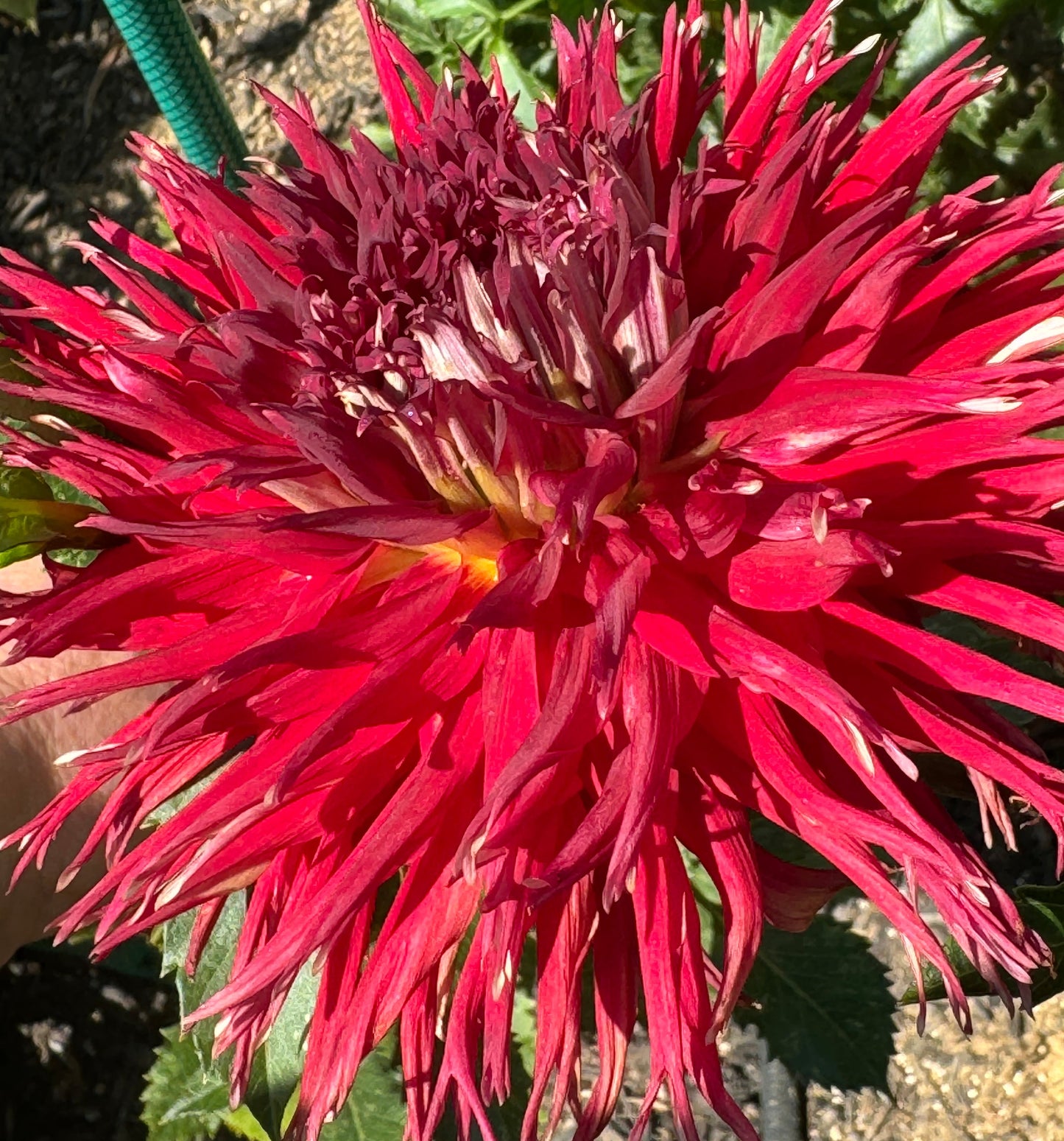 Charlie Boy Dahlia