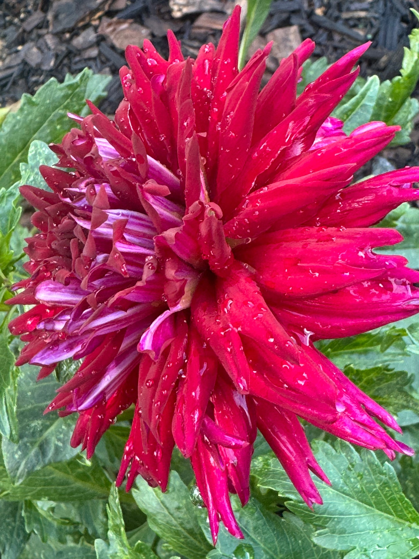 Lover Boy Dahlia