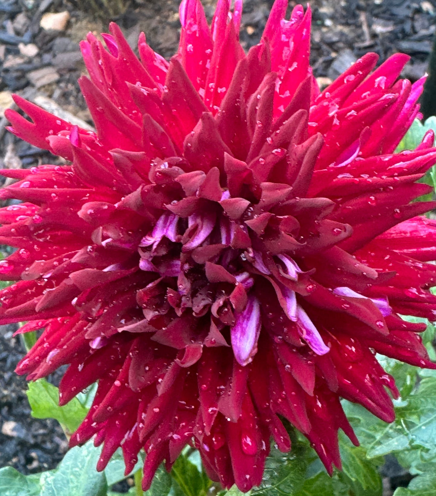 Lover Boy Dahlia