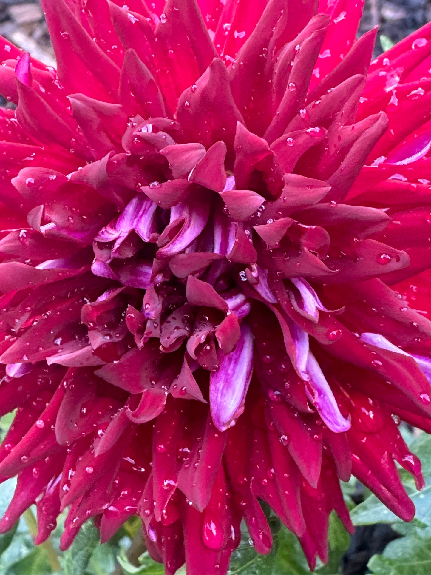 Lover Boy Dahlia