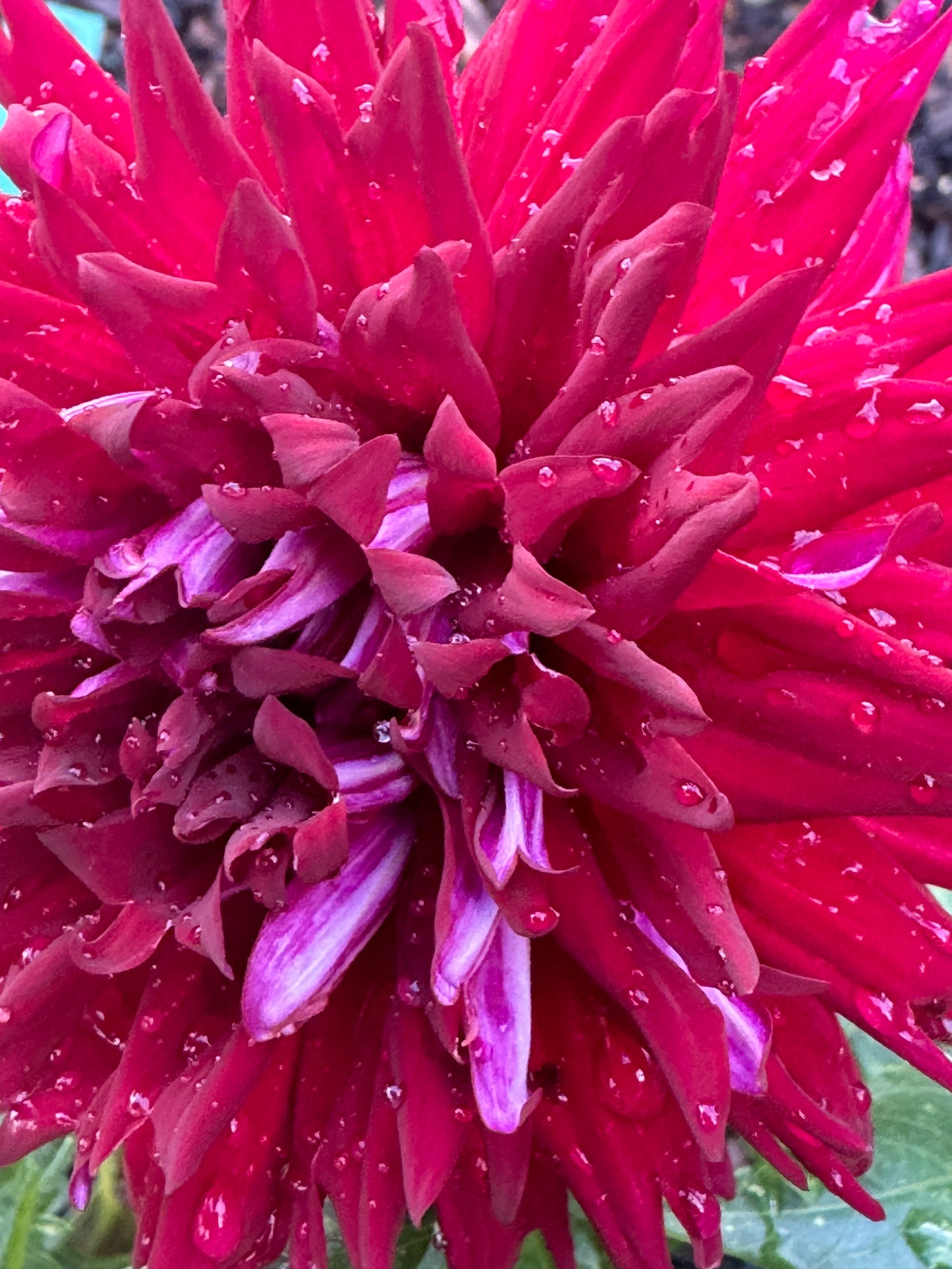 Lover Boy Dahlia