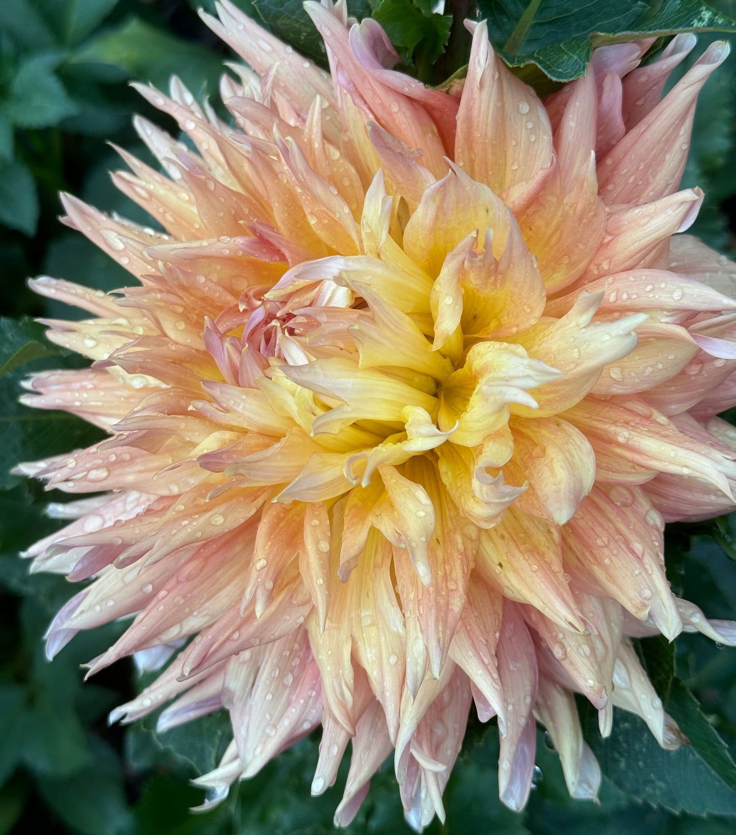 Bloomquist Glow Dahlia