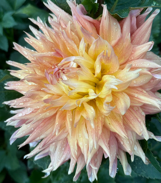 Bloomquist Glow Dahlia