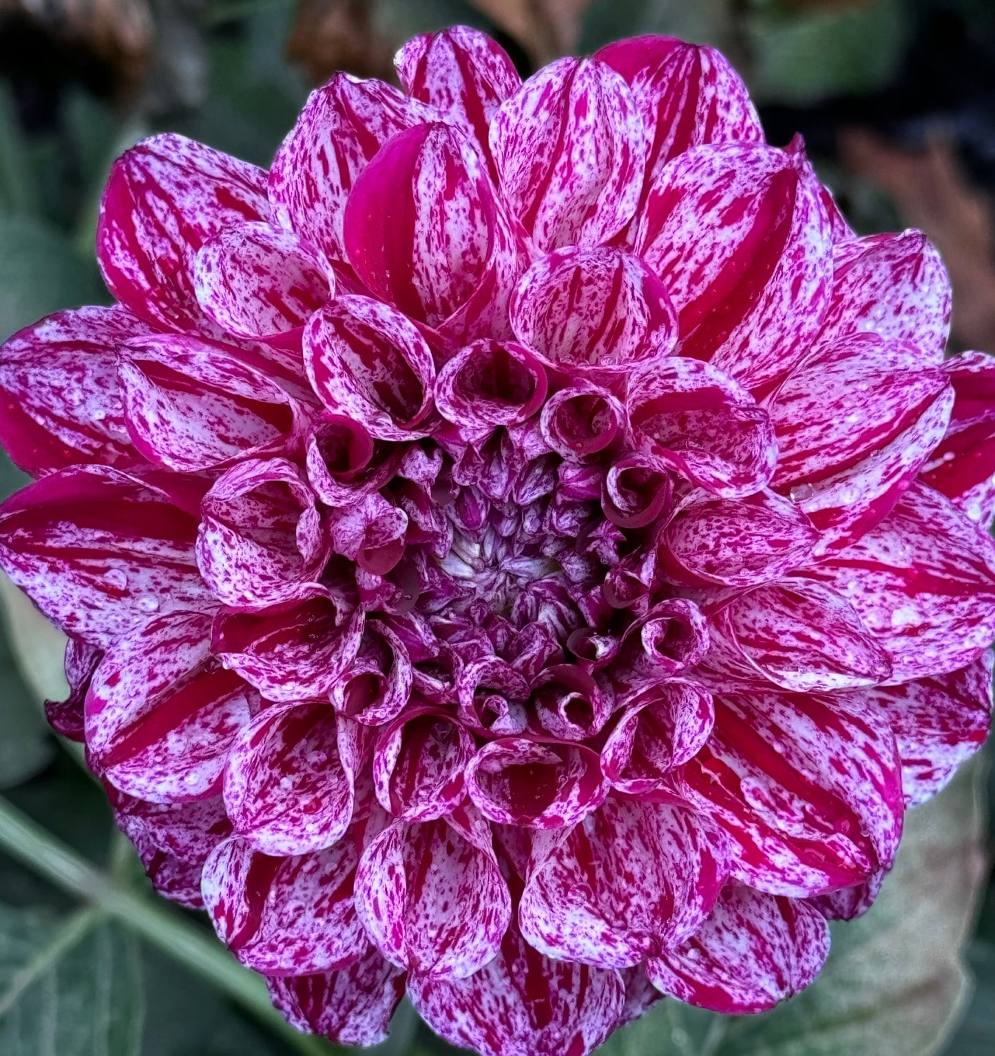 Jessica’s Brushstrokes Dahlia