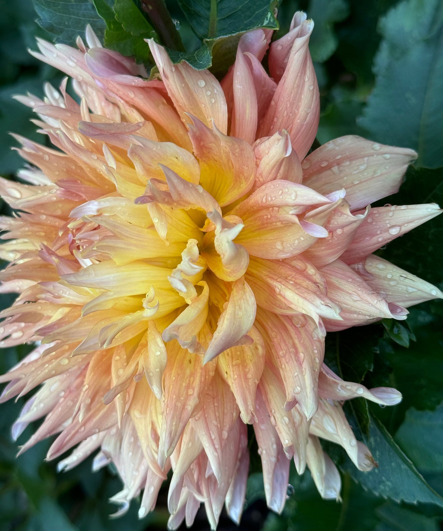 Bloomquist Glow Dahlia