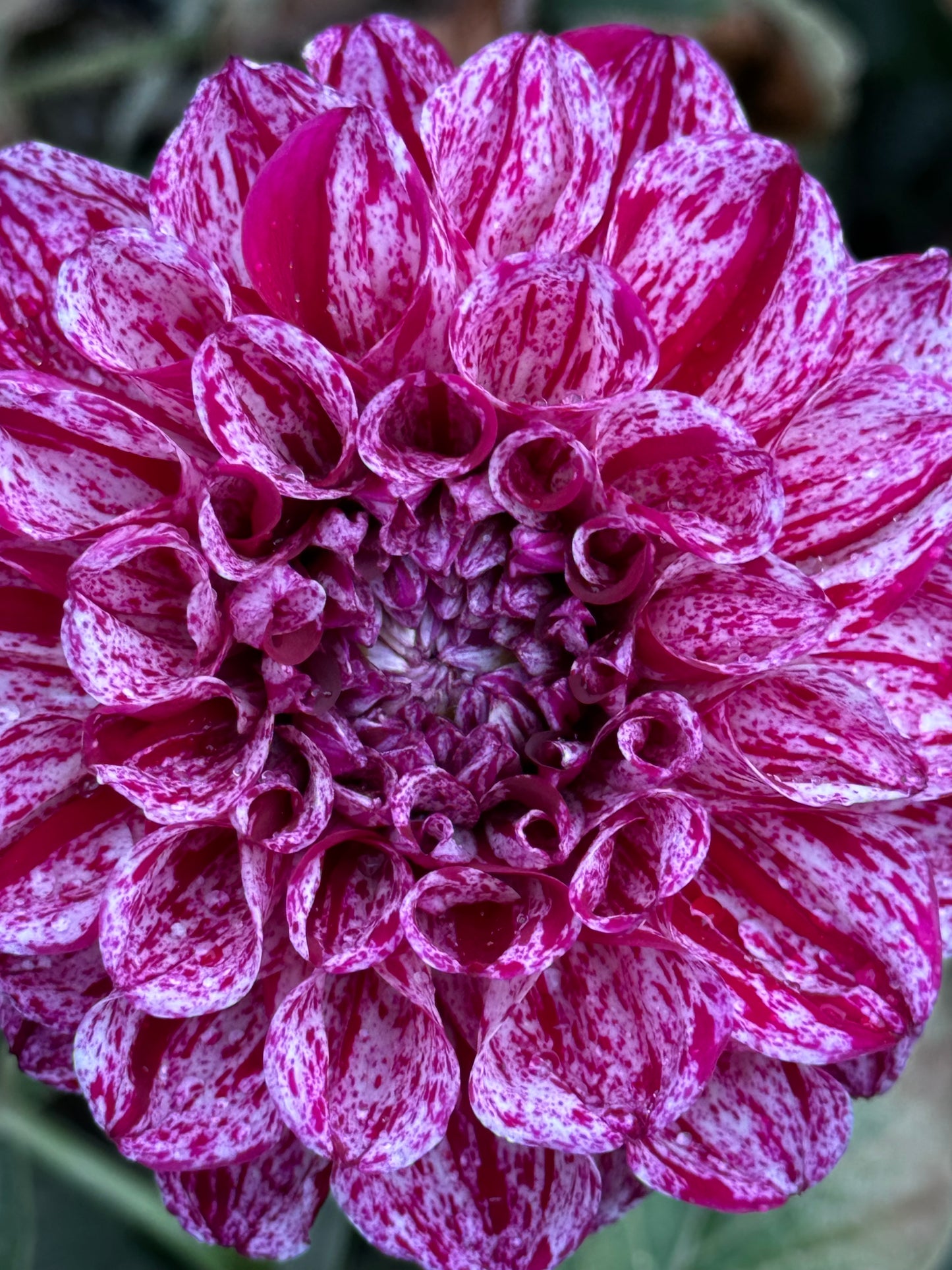 Jessica’s Brushstrokes Dahlia