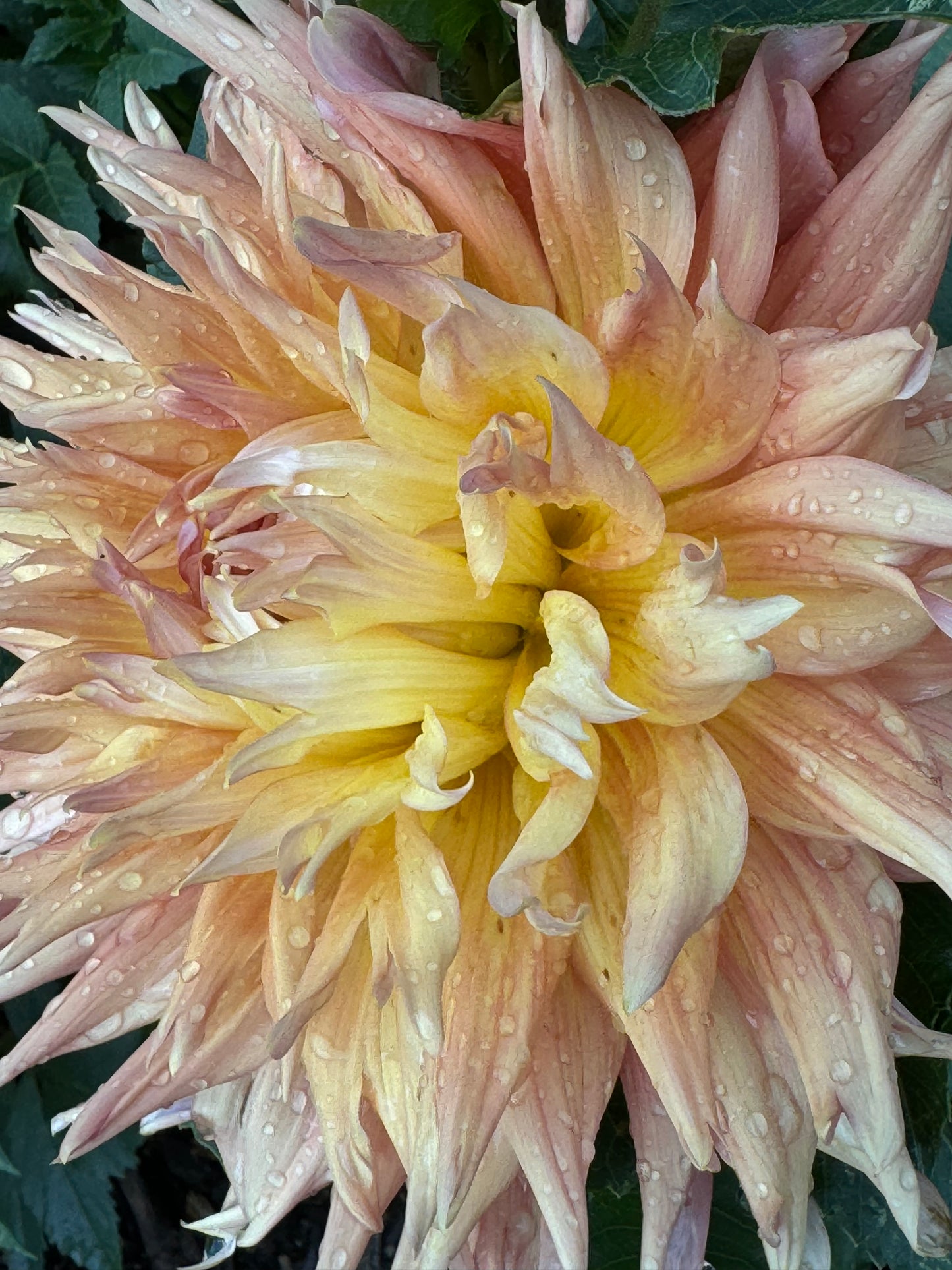 Bloomquist Glow Dahlia