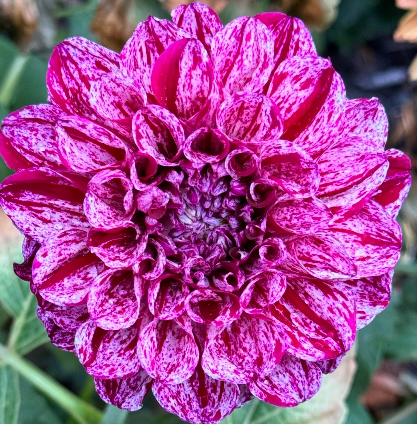 Jessica’s Brushstrokes Dahlia