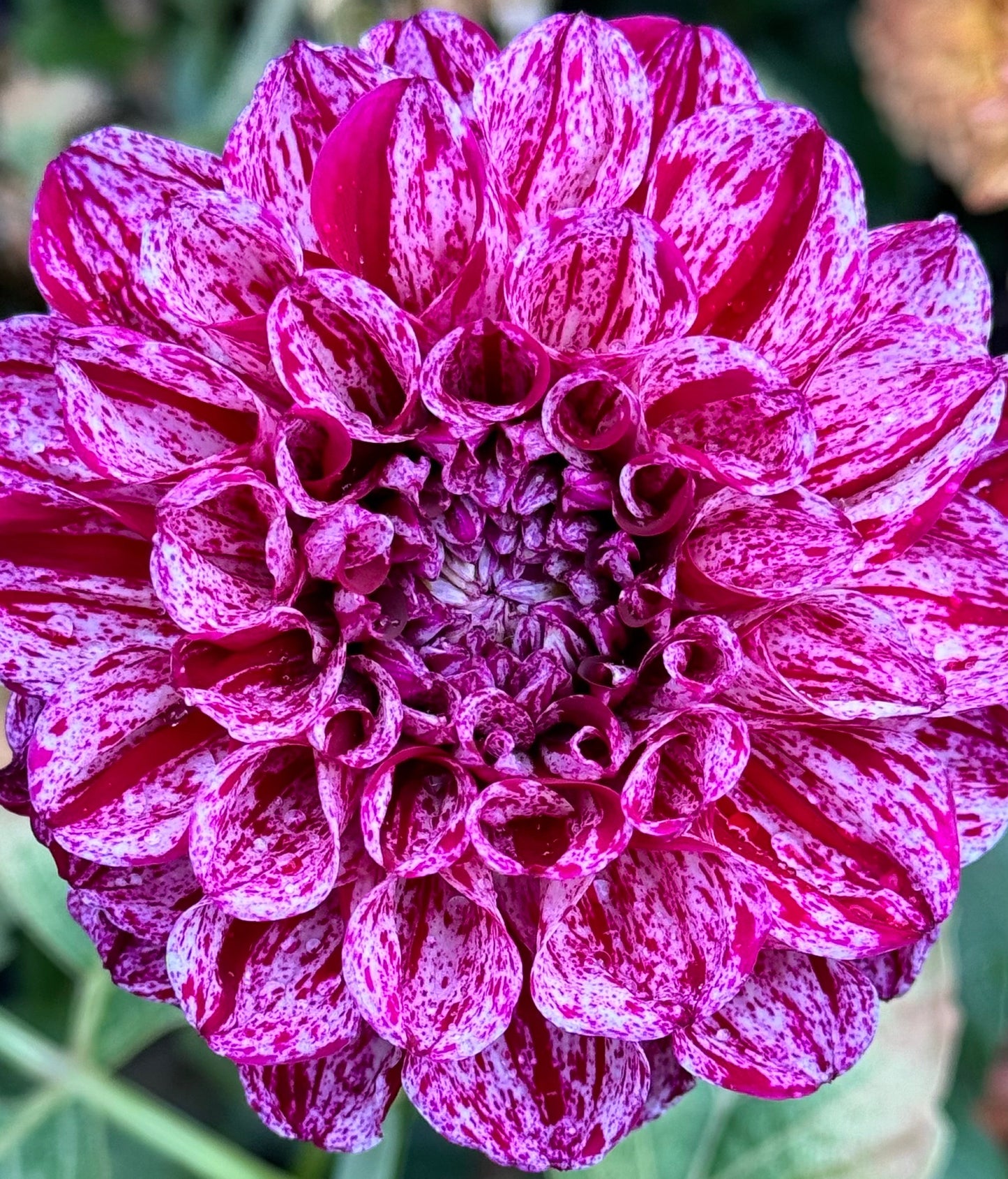 Jessica’s Brushstrokes Dahlia