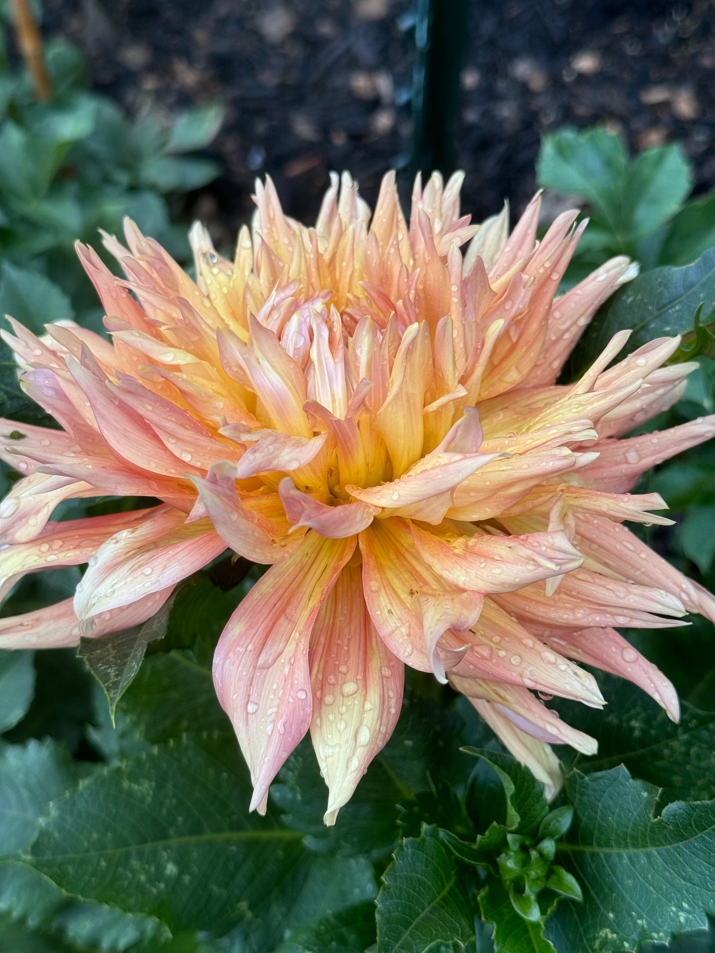 Bloomquist Glow Dahlia