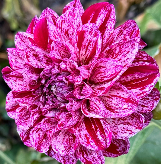 Jessica’s Brushstrokes Dahlia