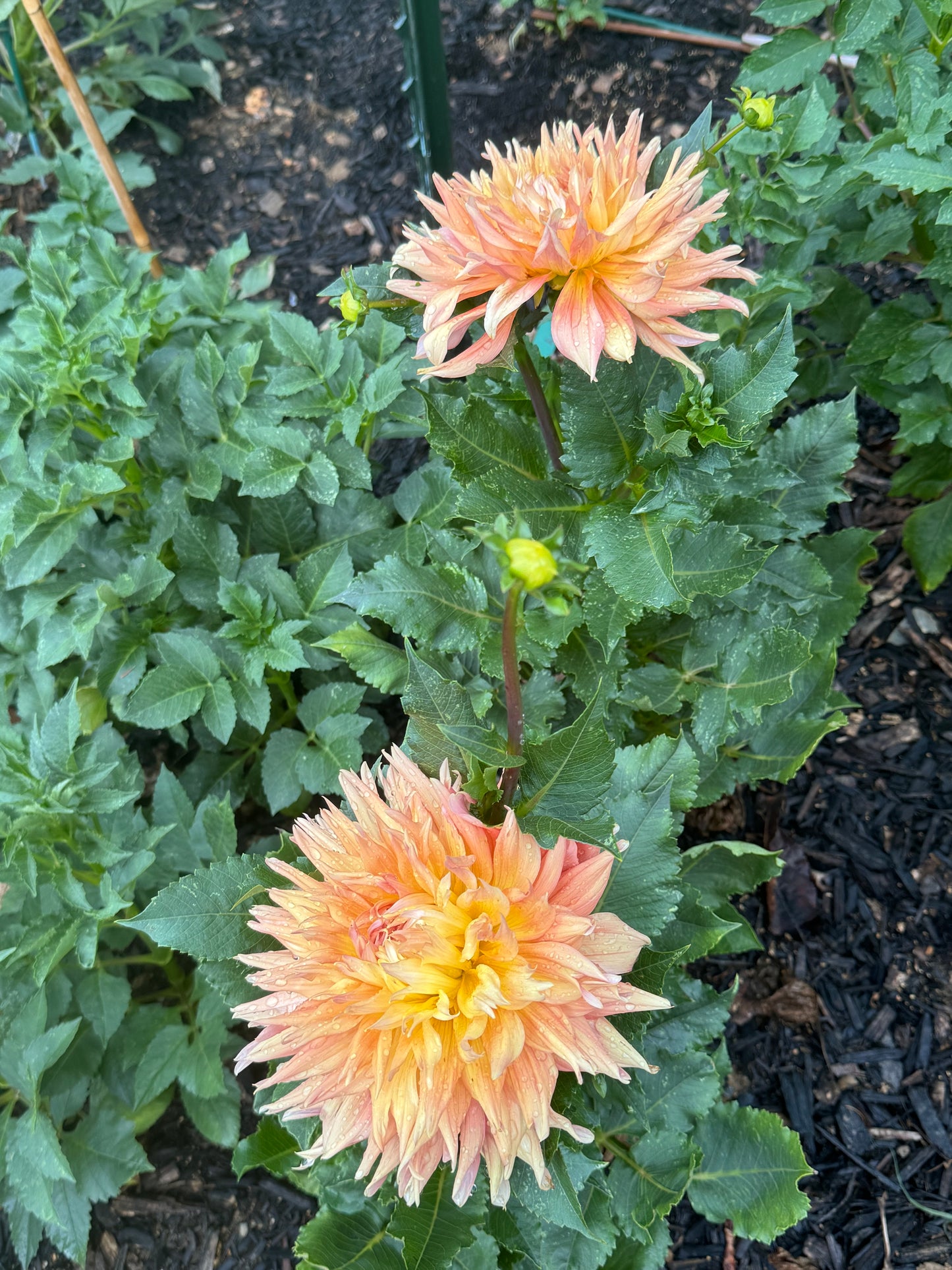 Bloomquist Glow Dahlia