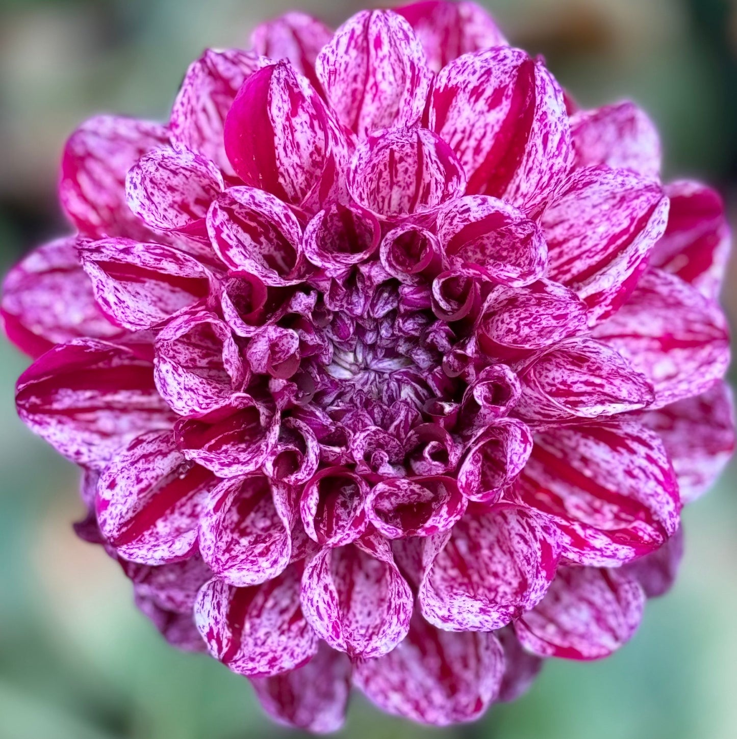 Jessica’s Brushstrokes Dahlia