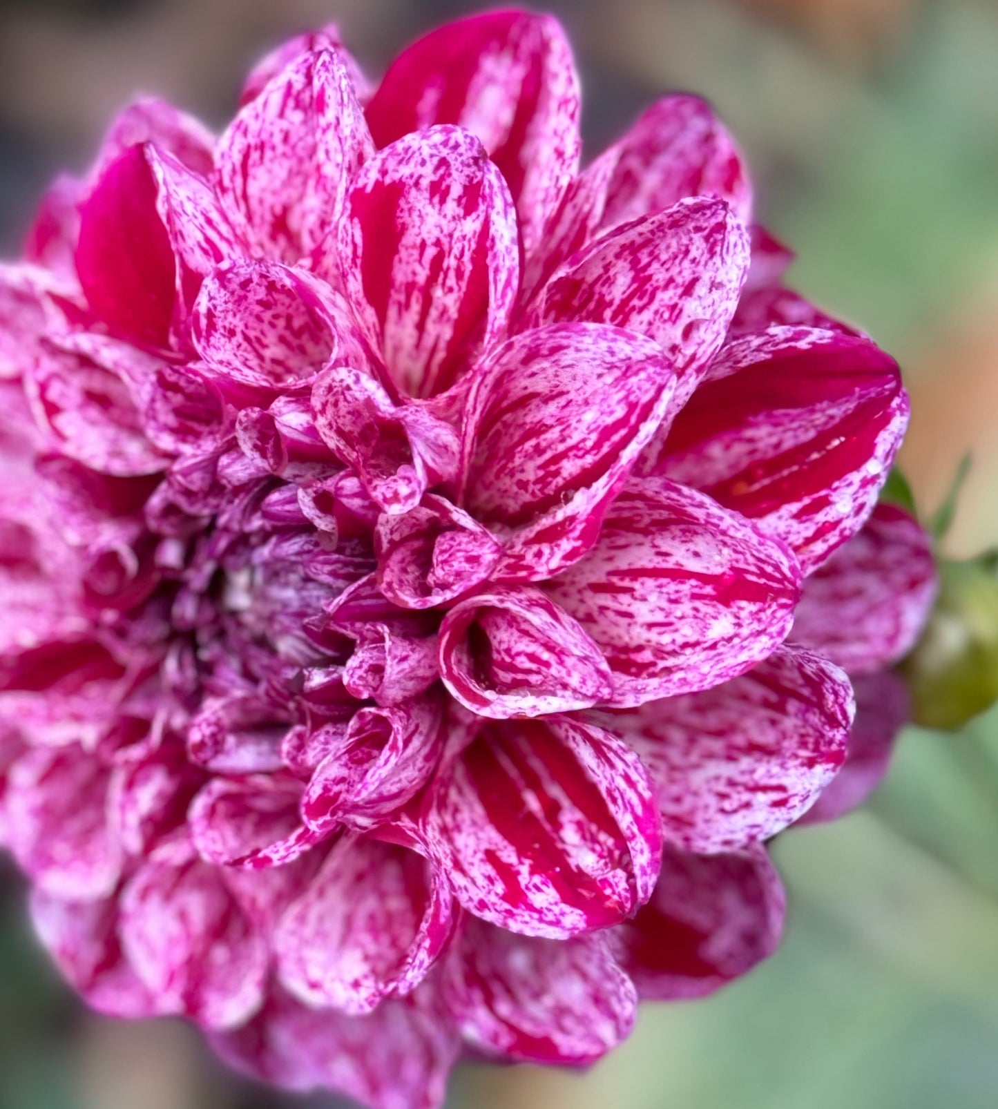 Jessica’s Brushstrokes Dahlia