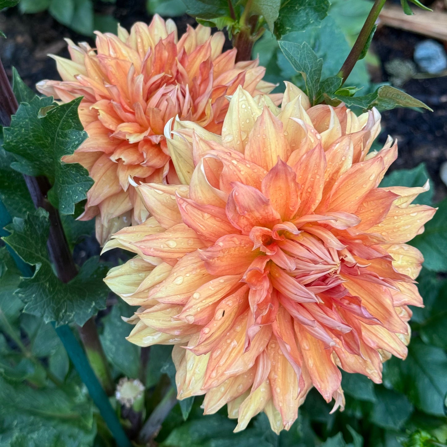 Hamari Gold Dahlia