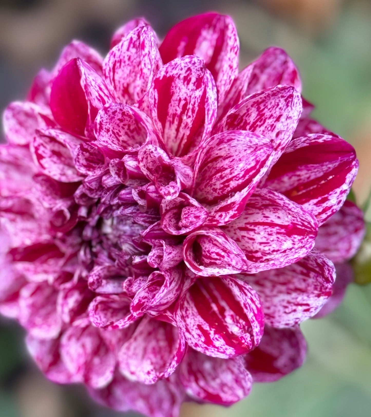 Jessica’s Brushstrokes Dahlia