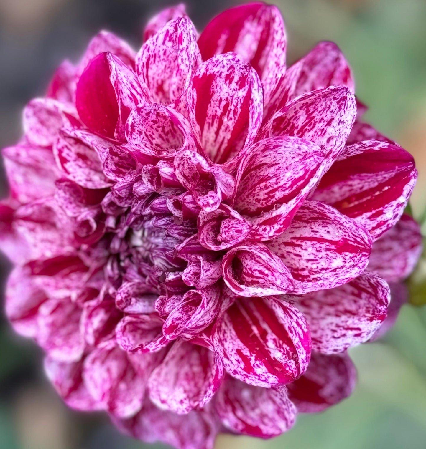 Jessica’s Brushstrokes Dahlia