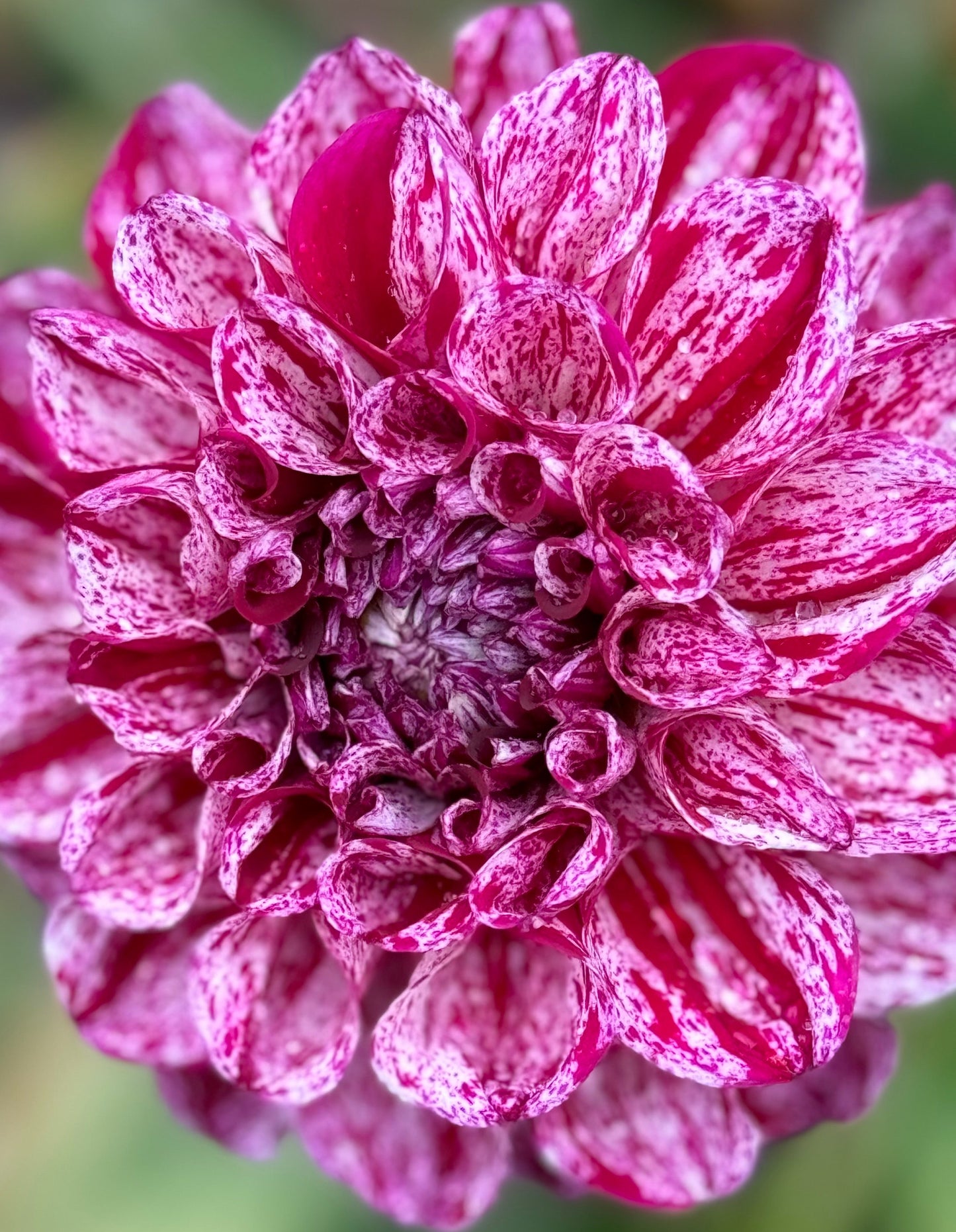 Jessica’s Brushstrokes Dahlia