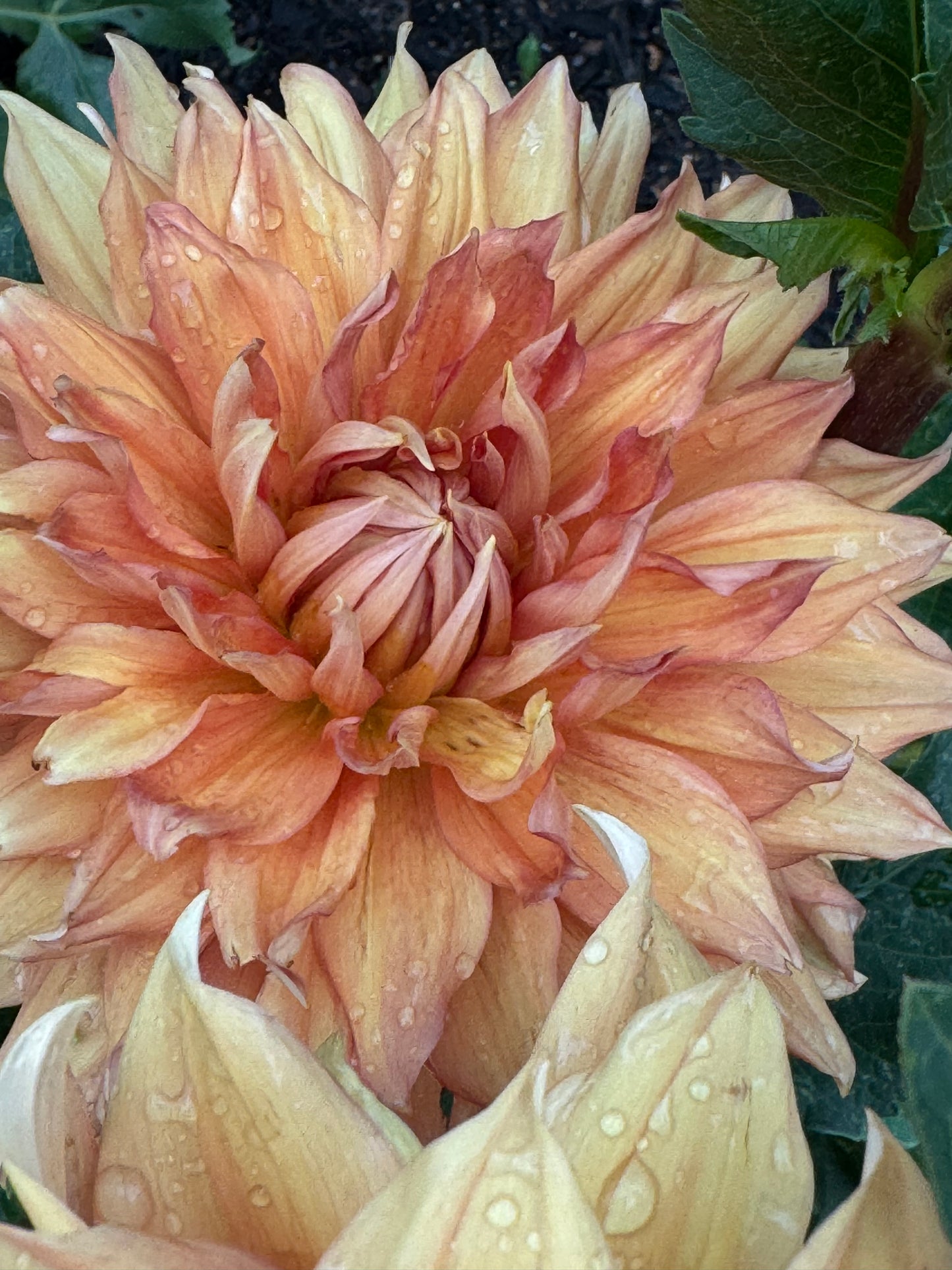 Hamari Gold Dahlia