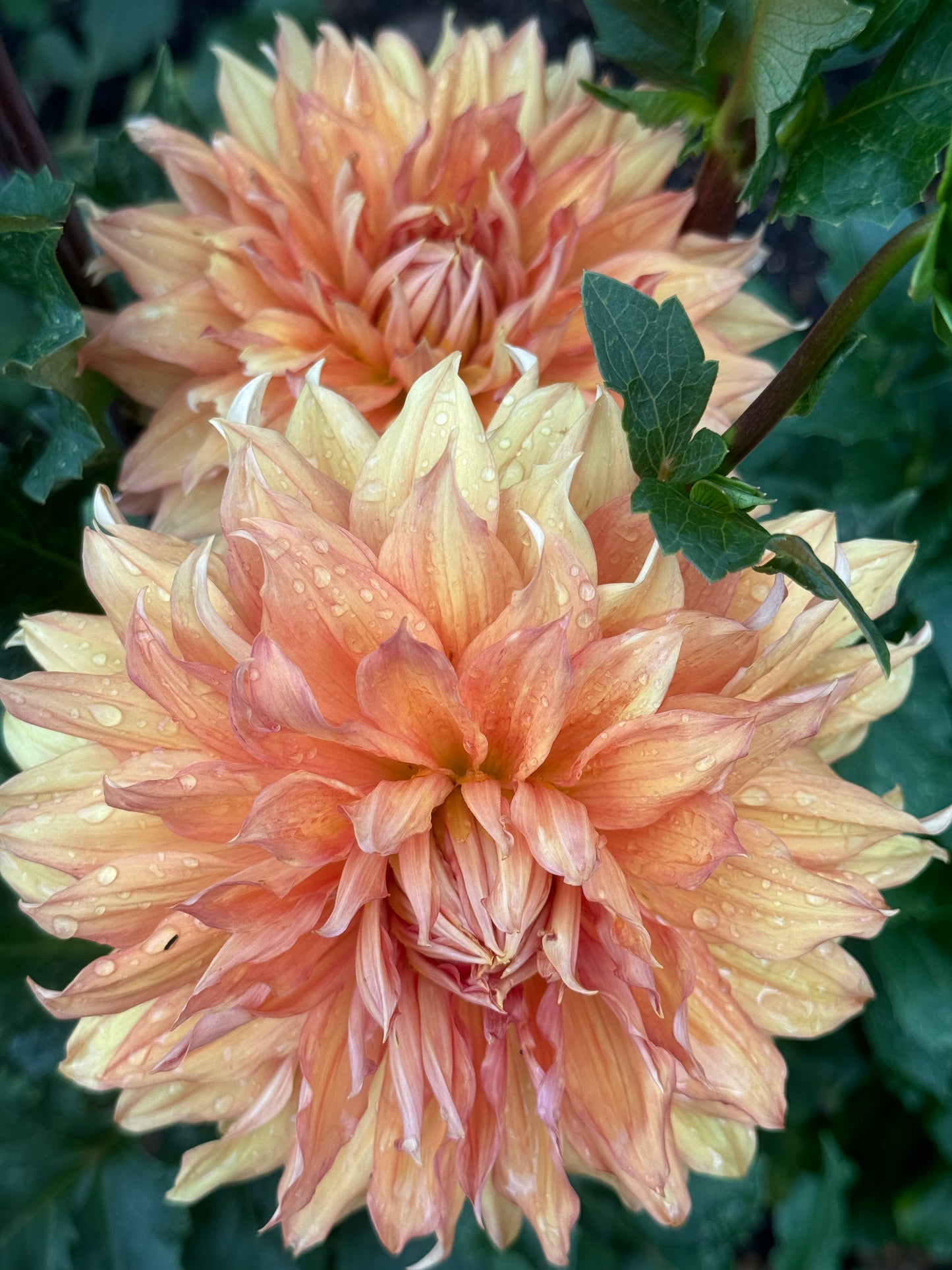 Hamari Gold Dahlia