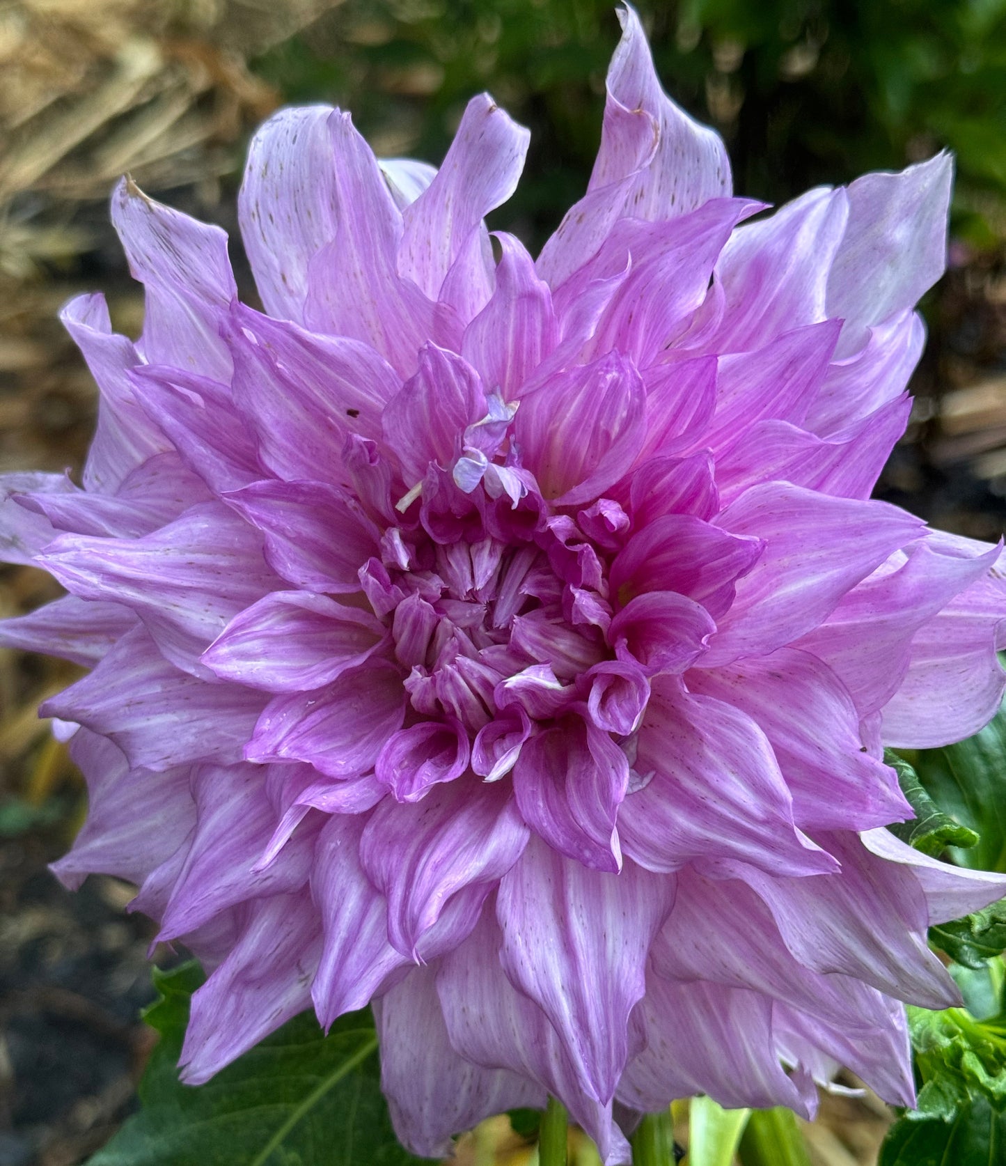 Pennsgift Dahlia