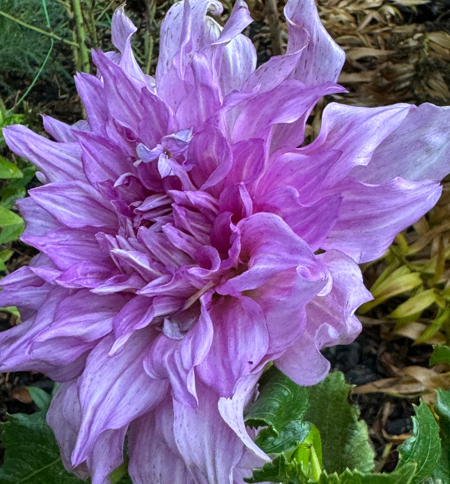 Pennsgift Dahlia