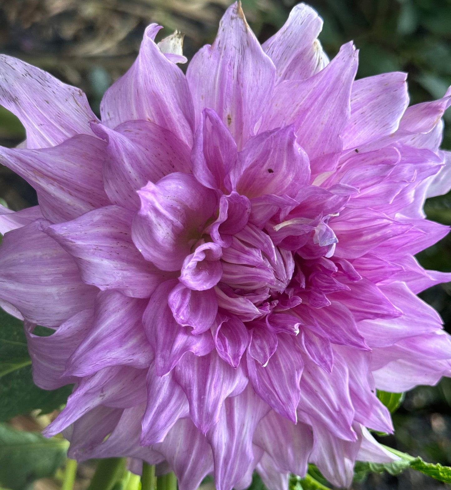 Pennsgift Dahlia