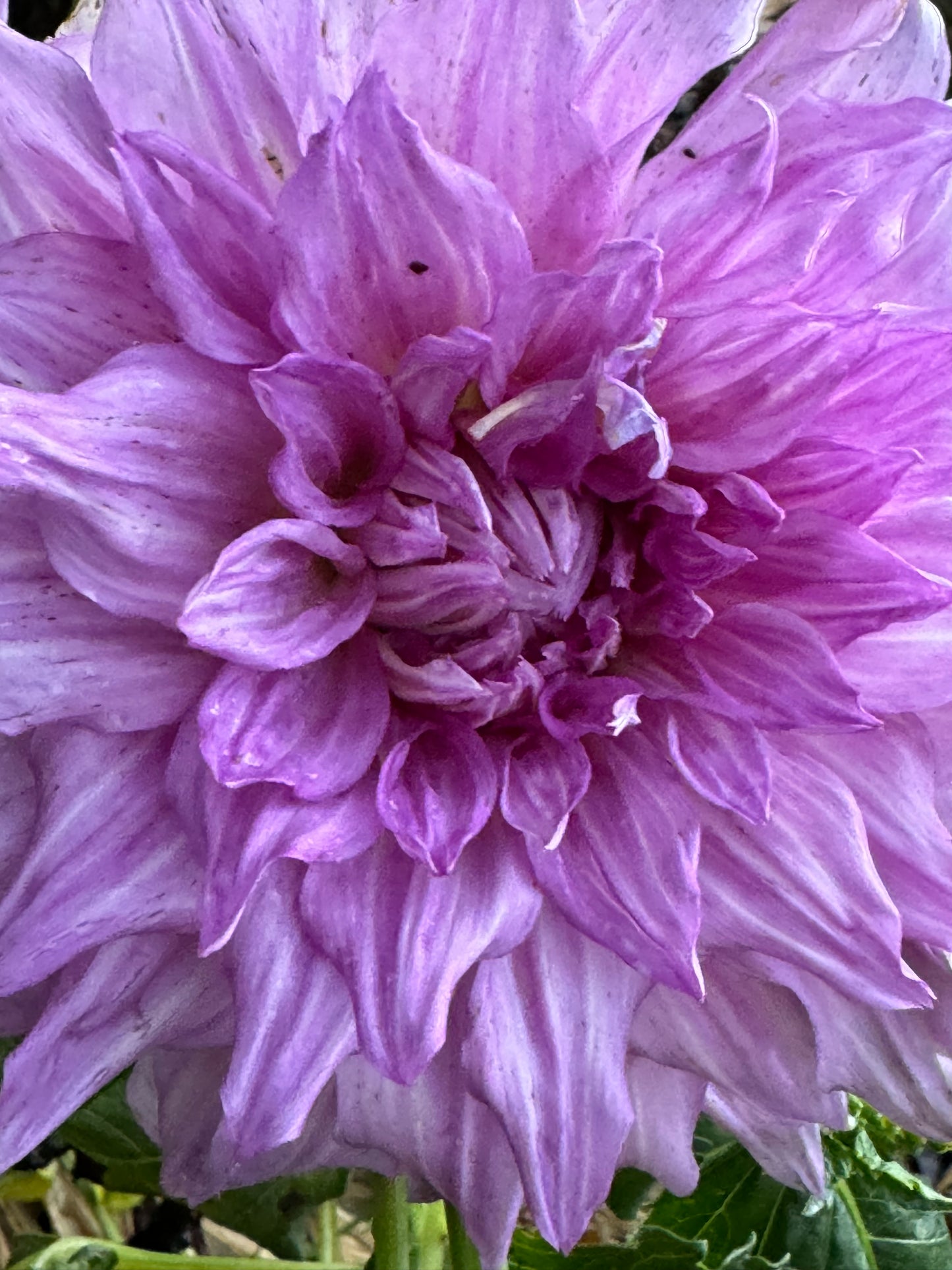 Pennsgift Dahlia