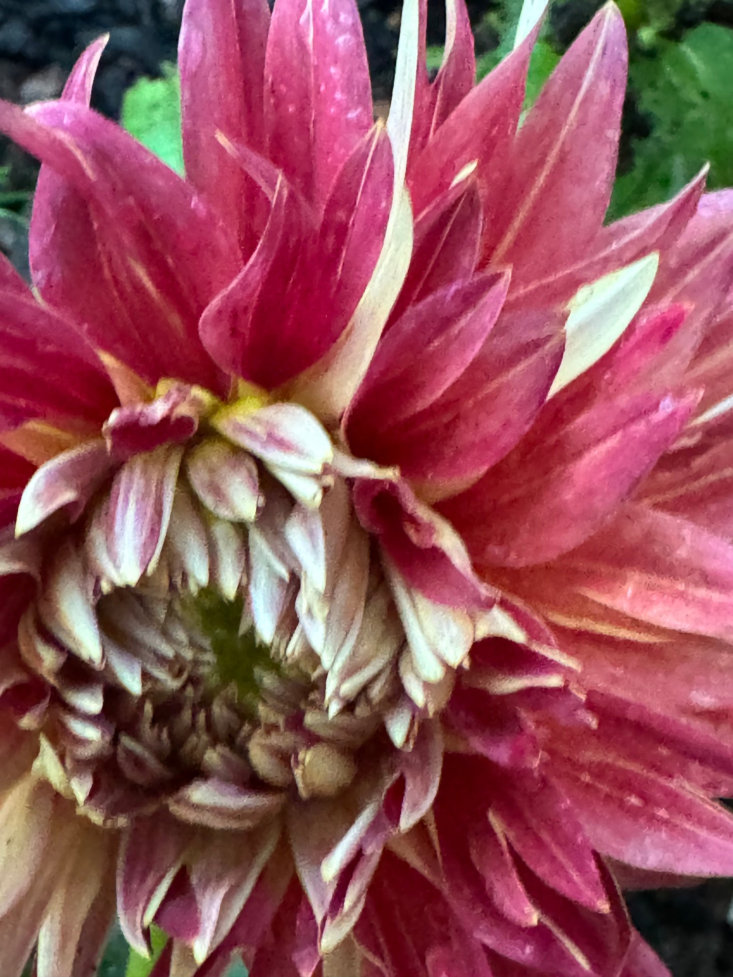 Punking Spice Dahlia