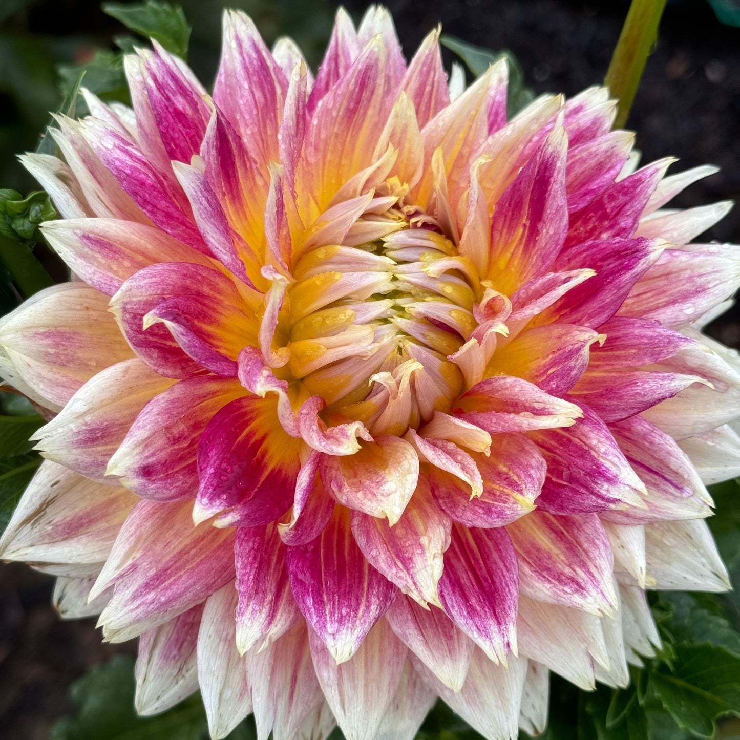 Temple of Beauty Dahlia