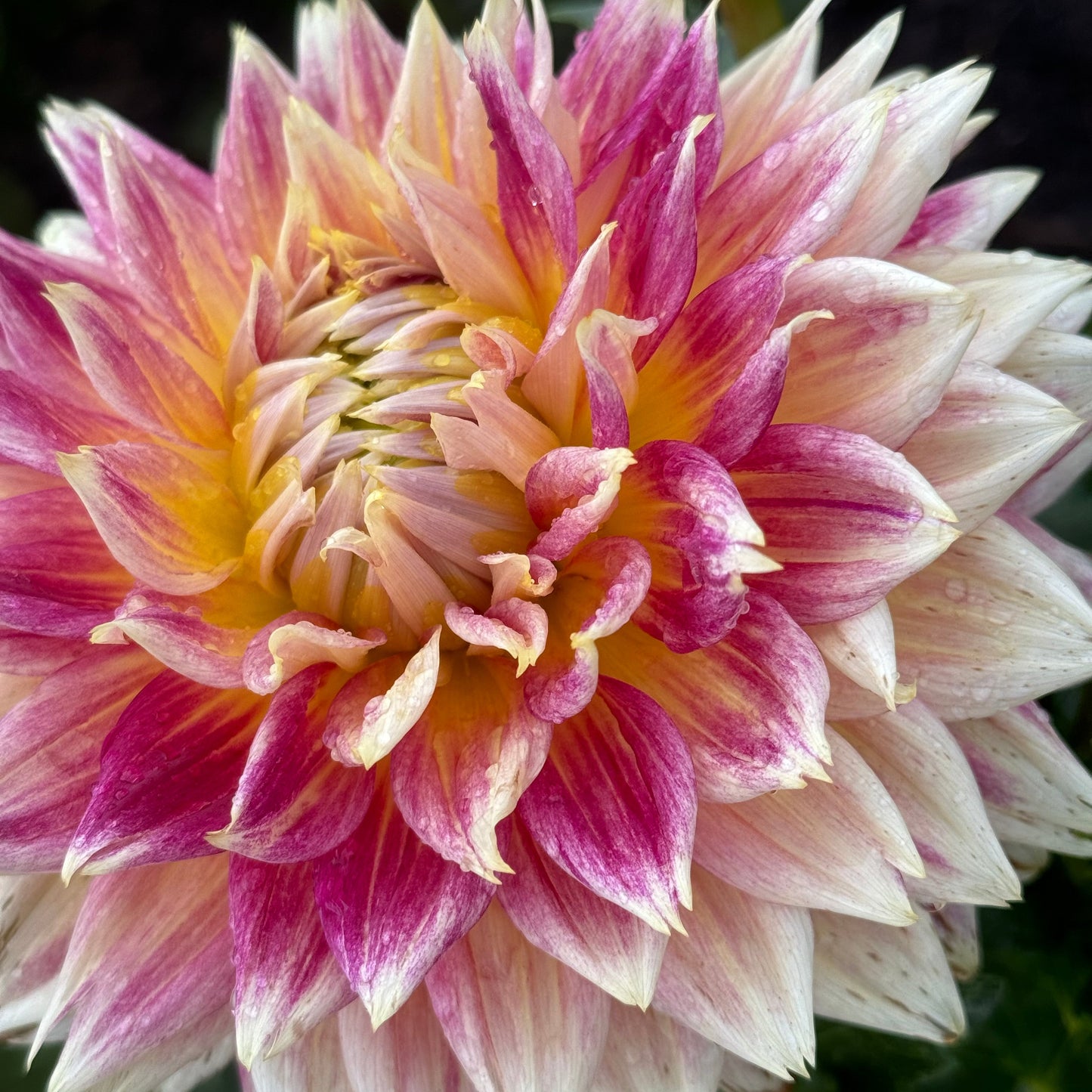 Temple of Beauty Dahlia