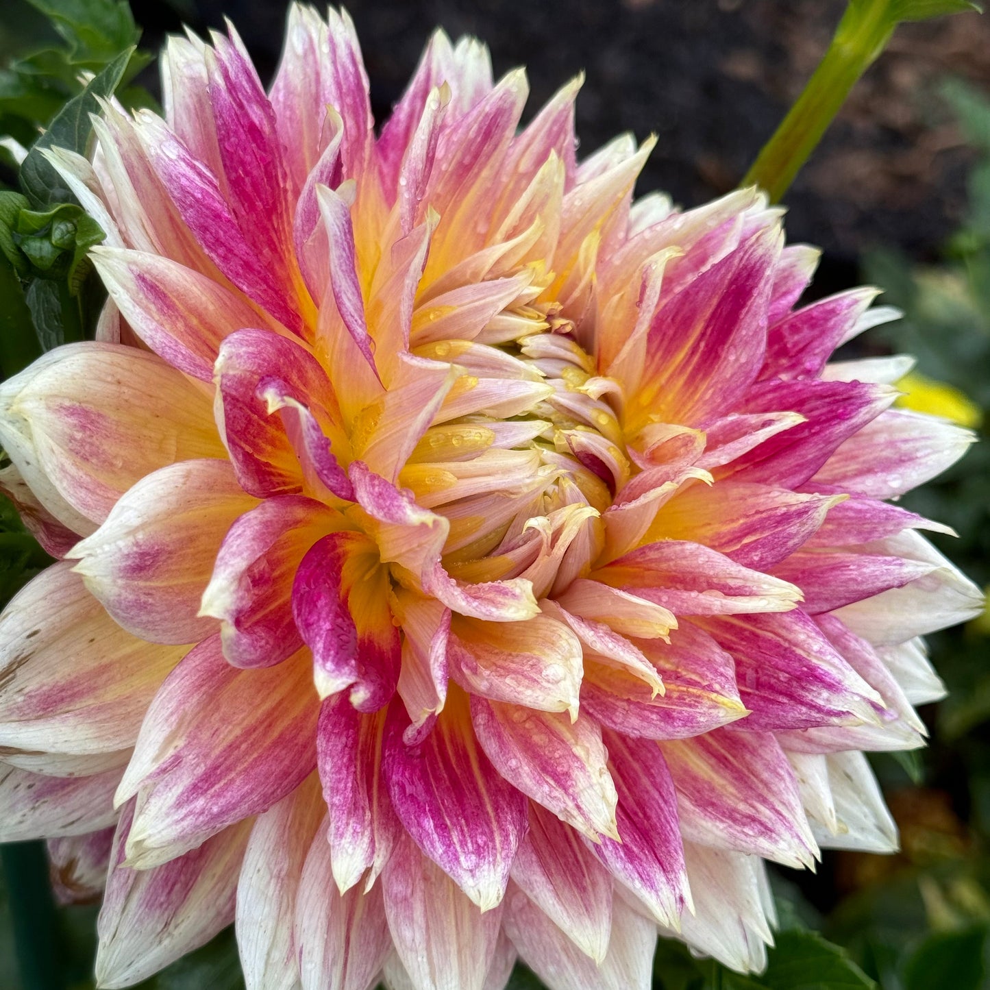 Temple of Beauty Dahlia