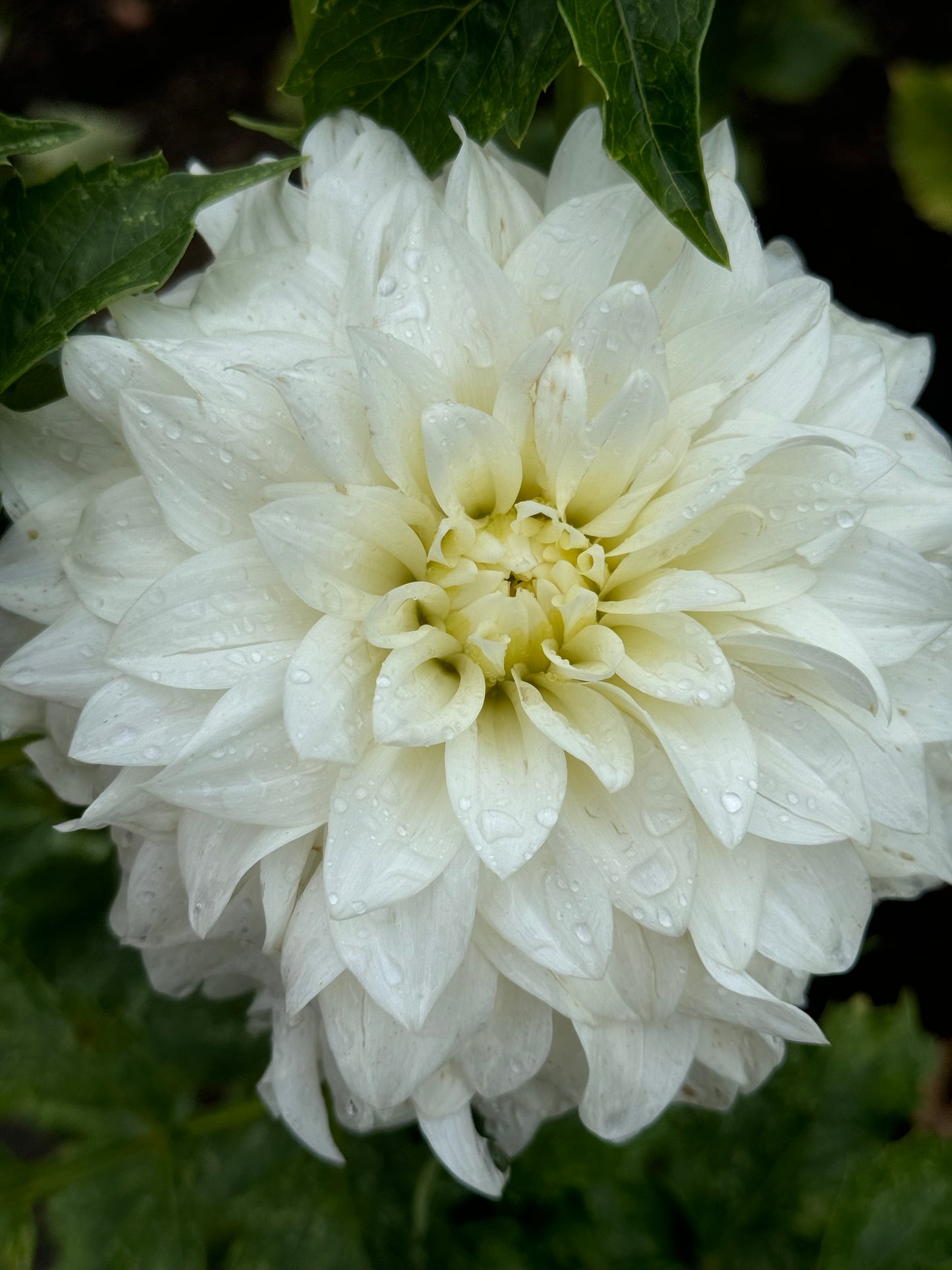 Beaucon Dahlia