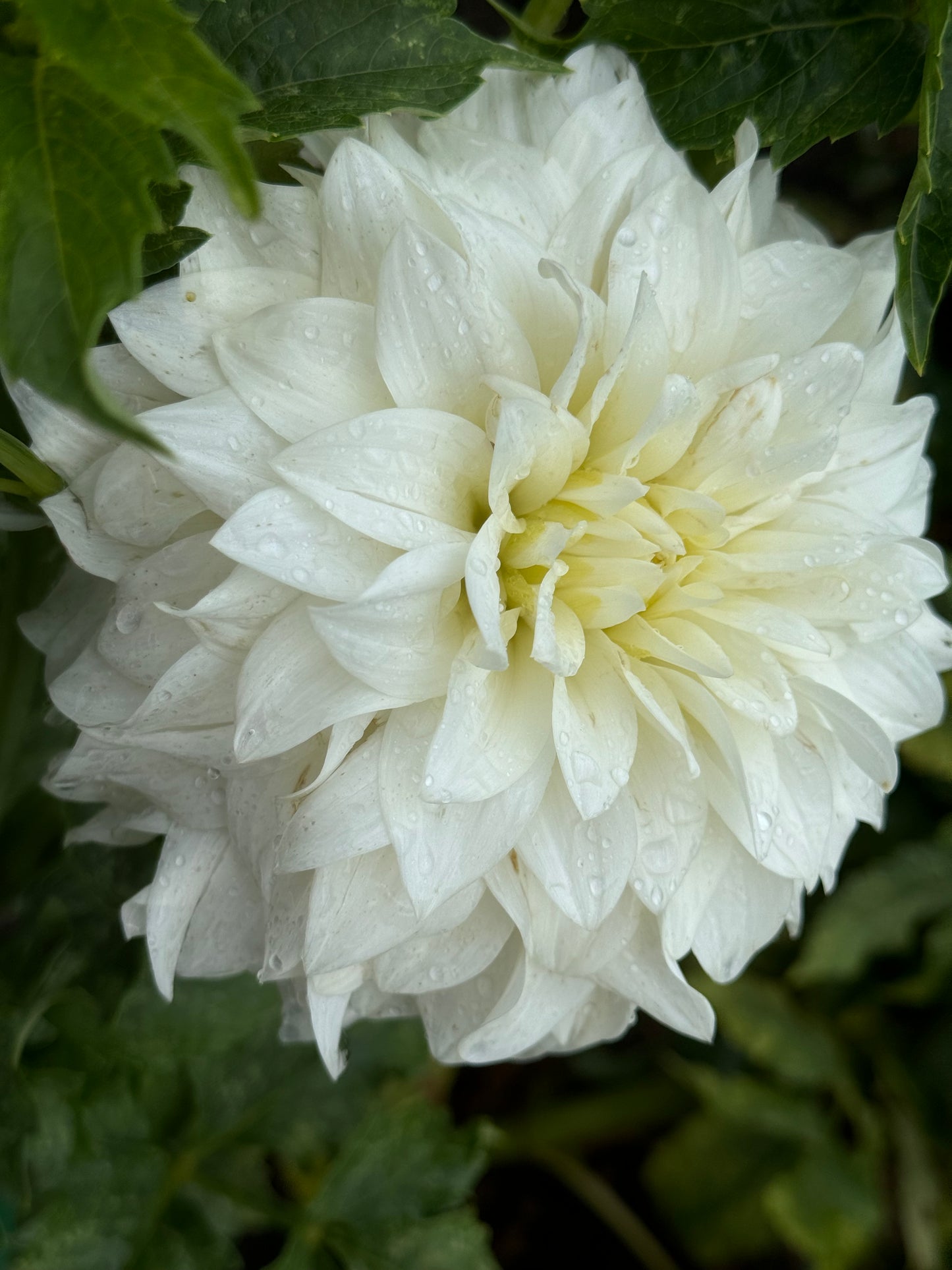 Beaucon Dahlia