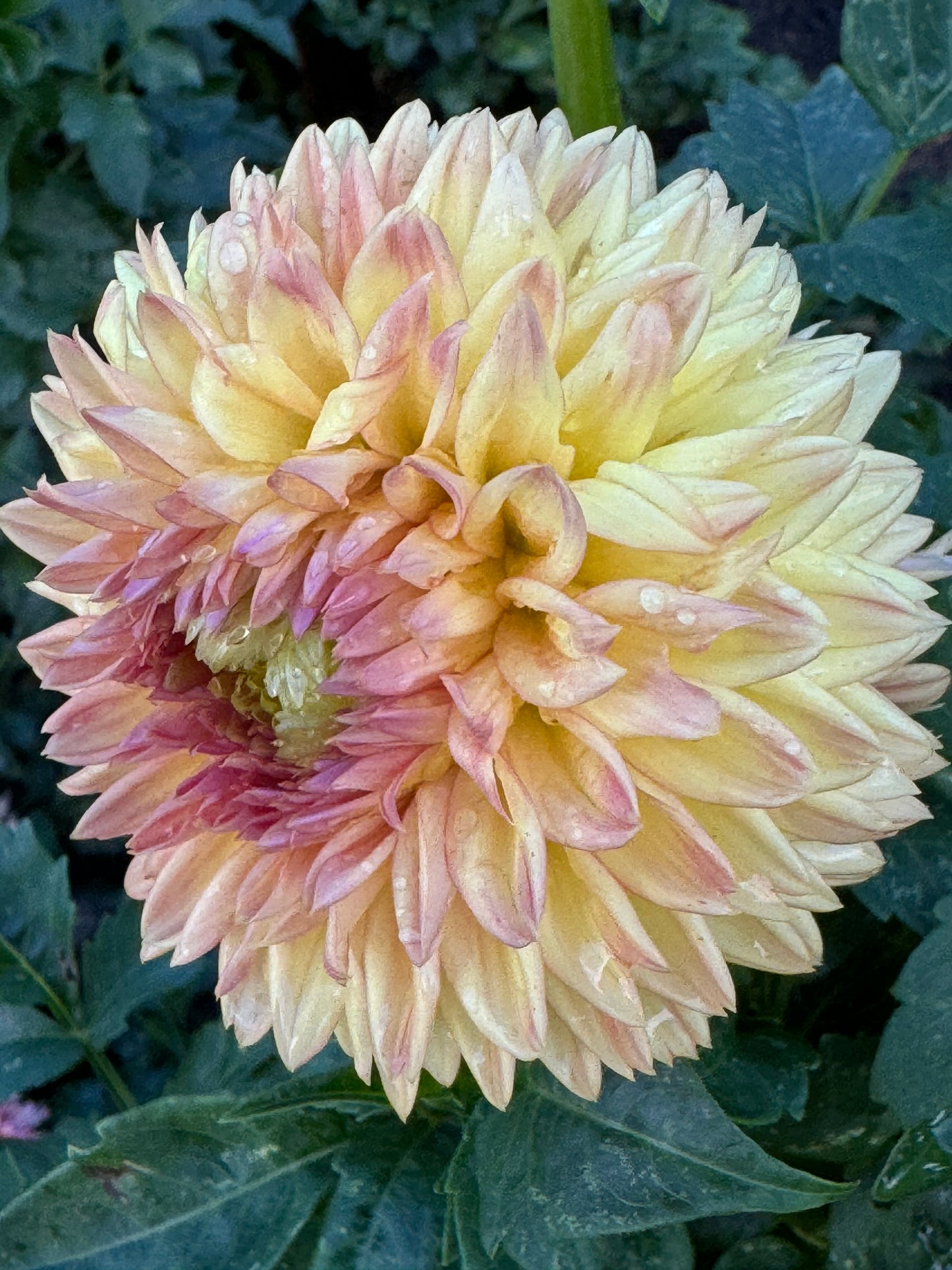 Woodland wondrous Dahlia