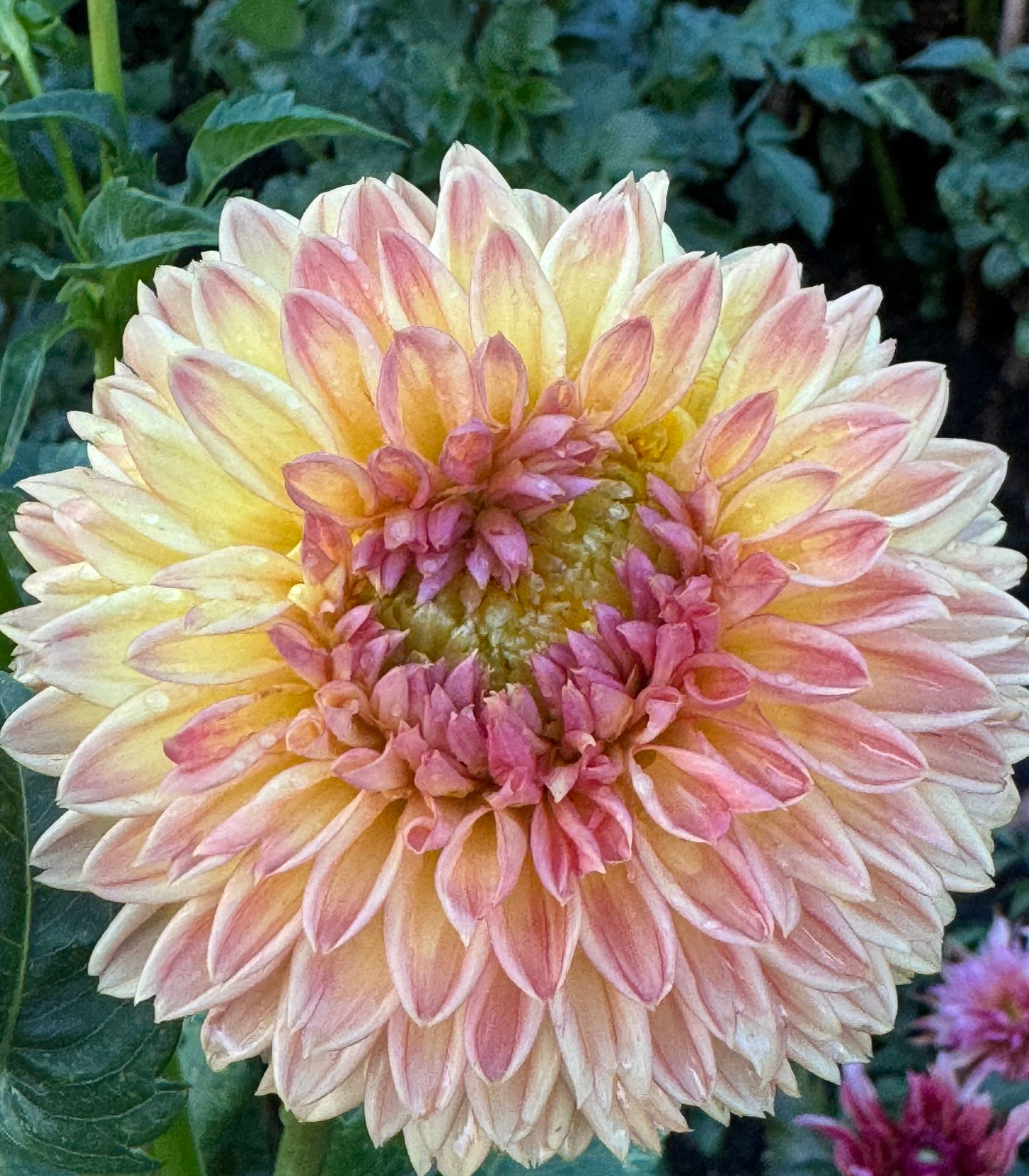 Woodland wondrous Dahlia