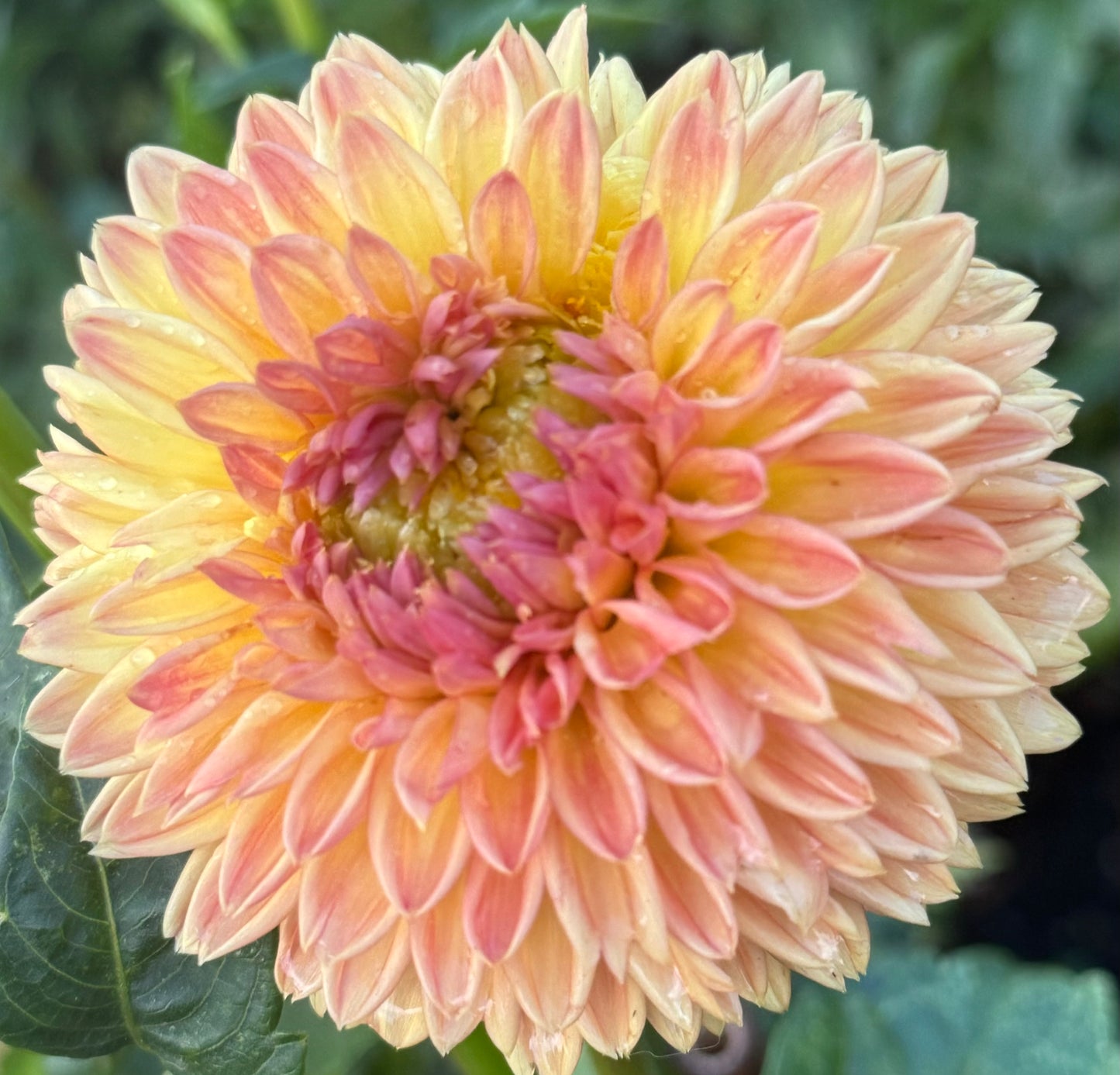 Woodland wondrous Dahlia